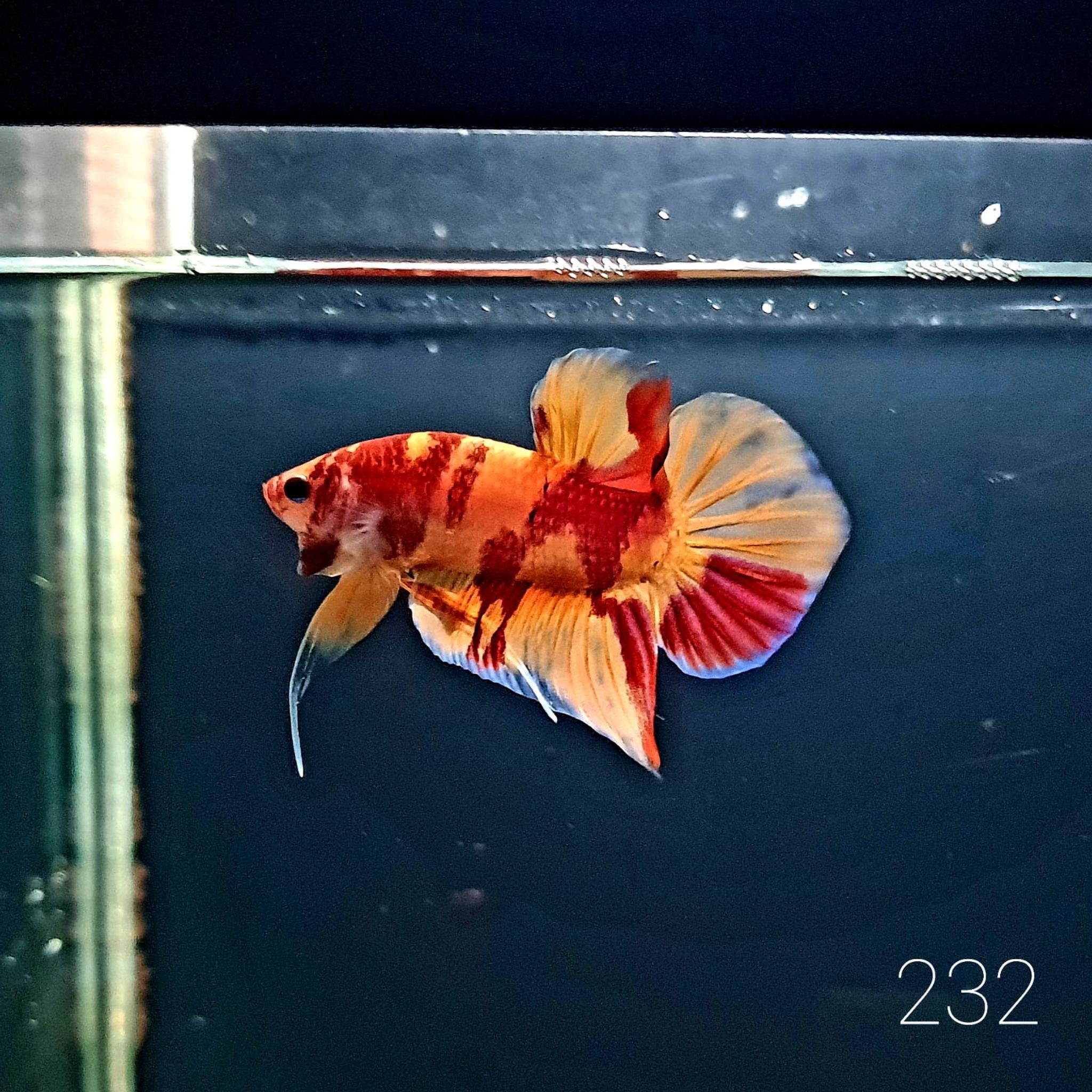 HMPK Betta Splendens #T232