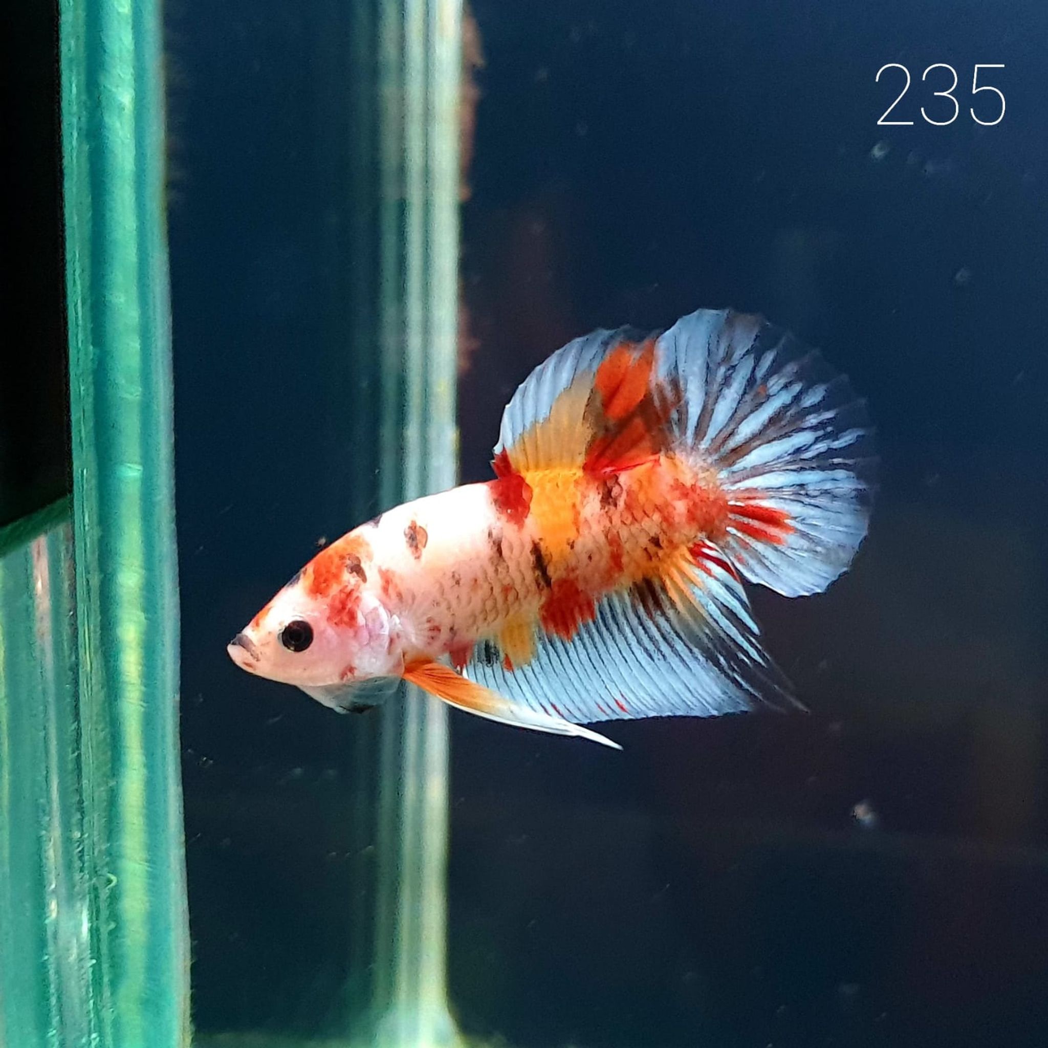 HMPK Betta Splendens #T235