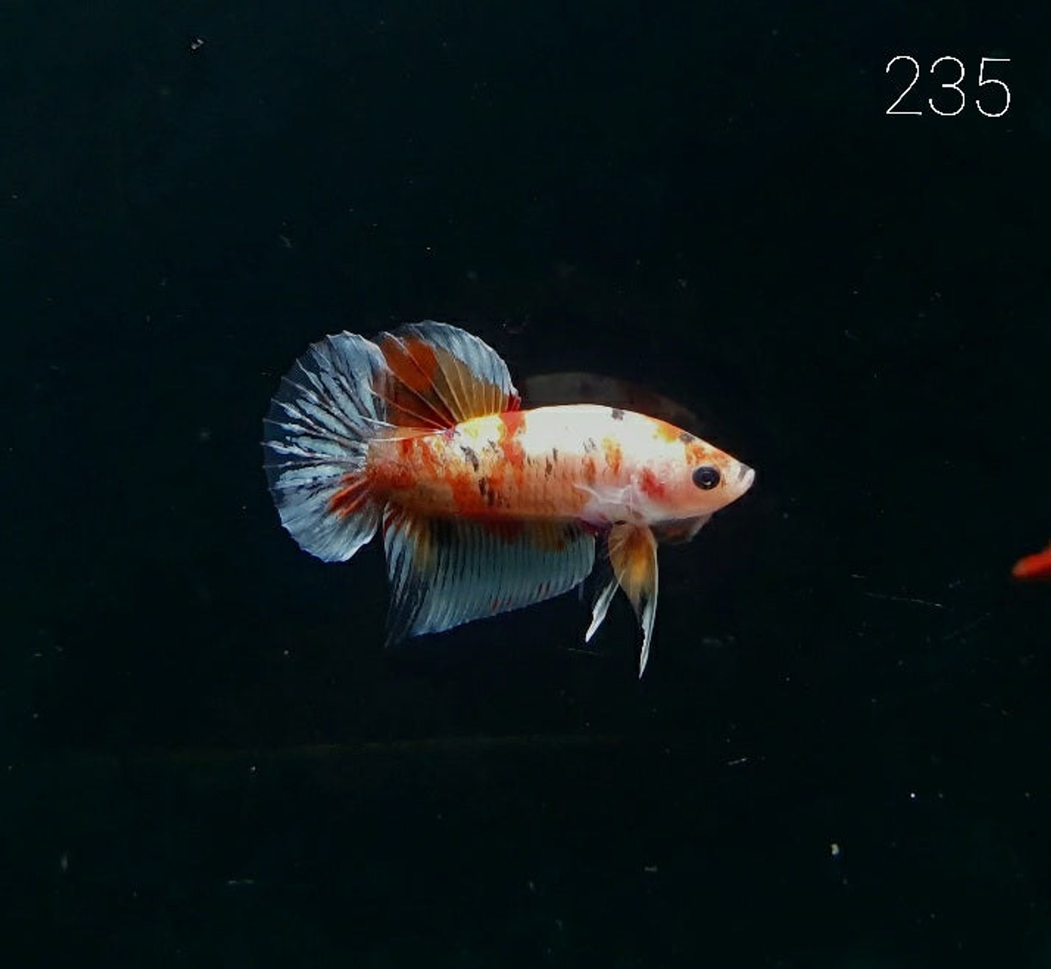 HMPK Betta Splendens #T235