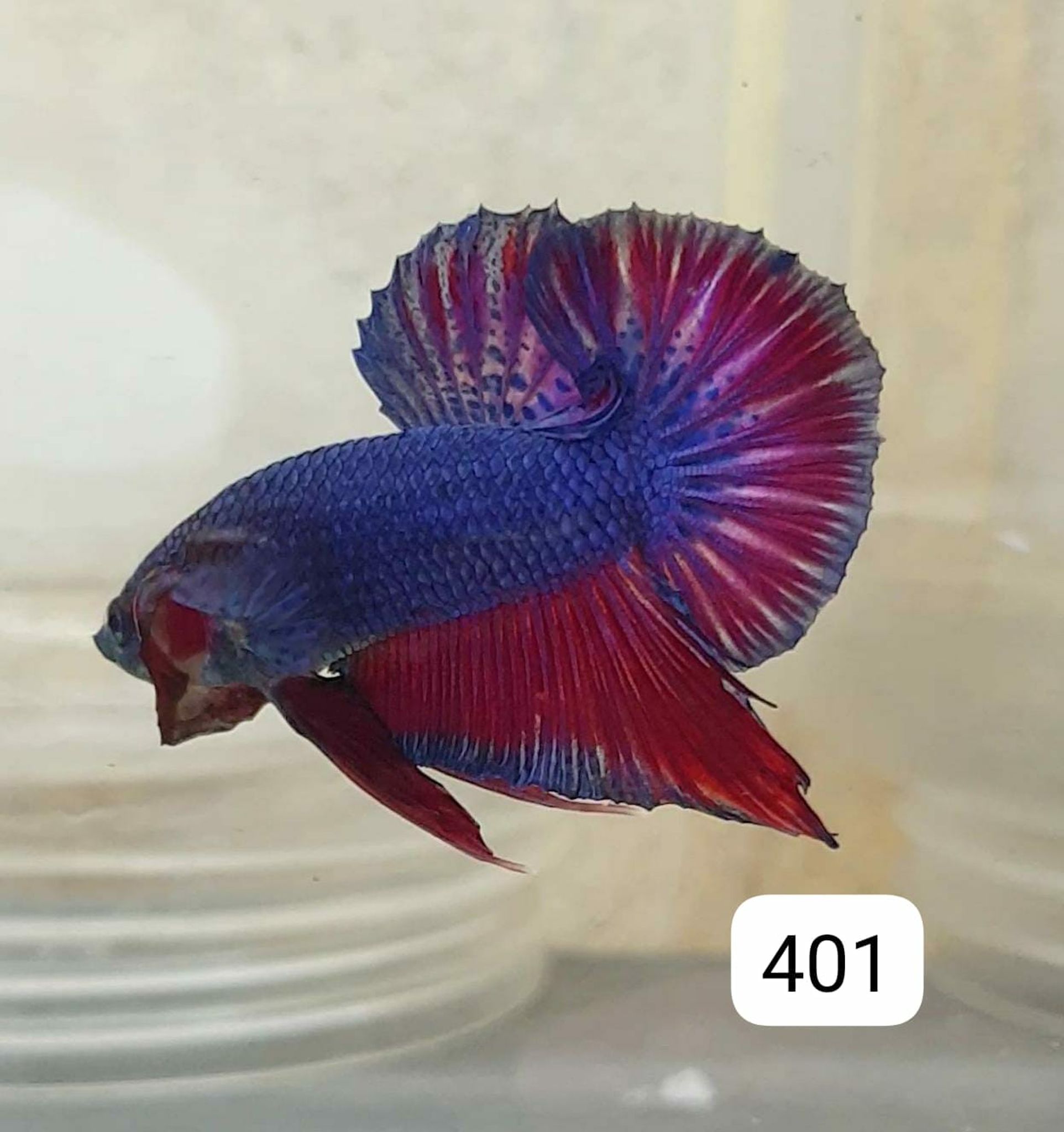 HMPK Betta Splendens #T401