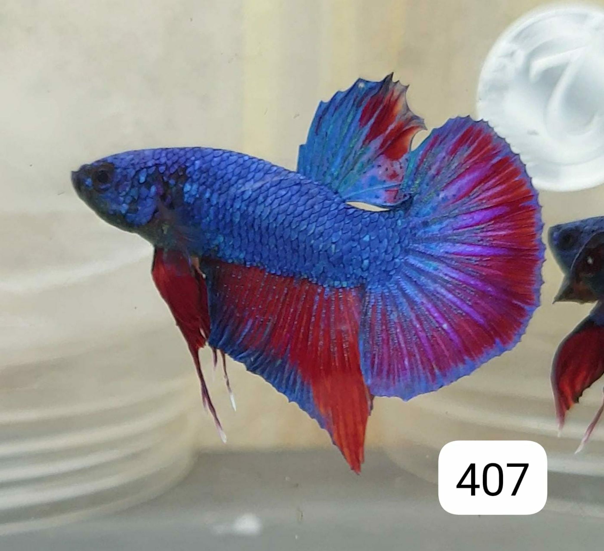 HMPK Betta Splendens #T407