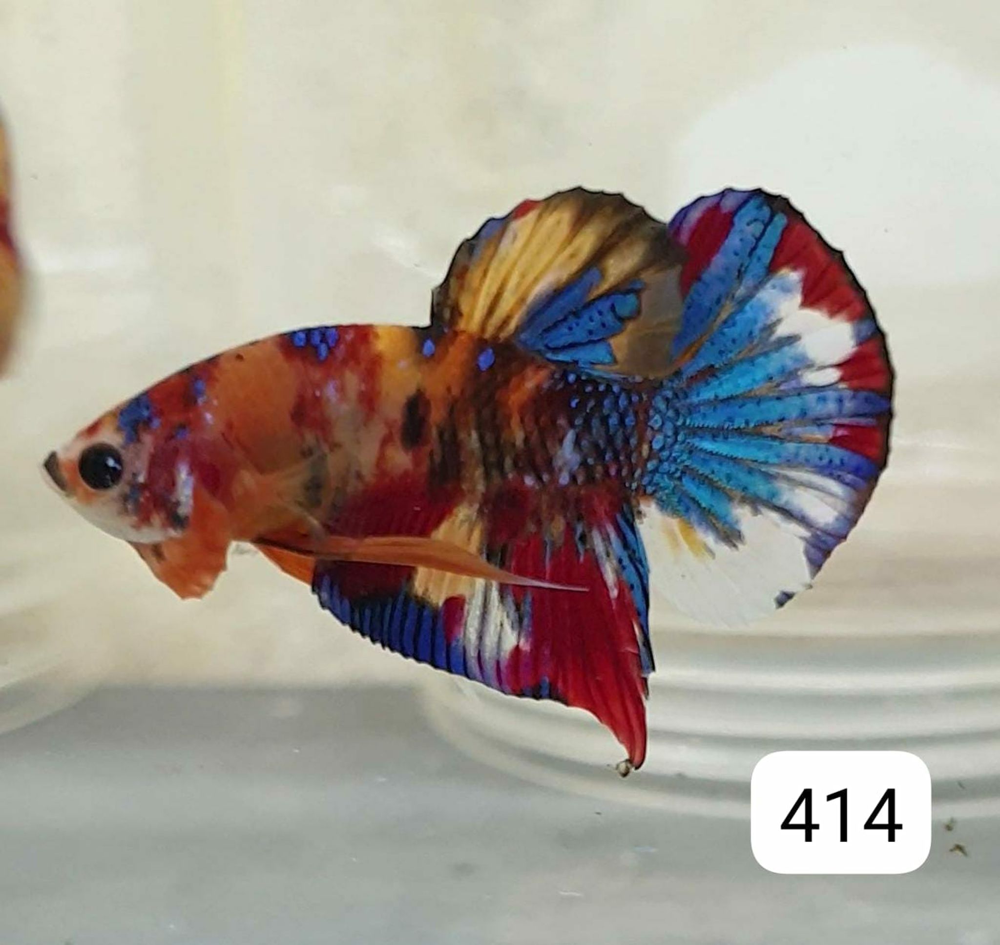 HMPK Betta Splendens #T414