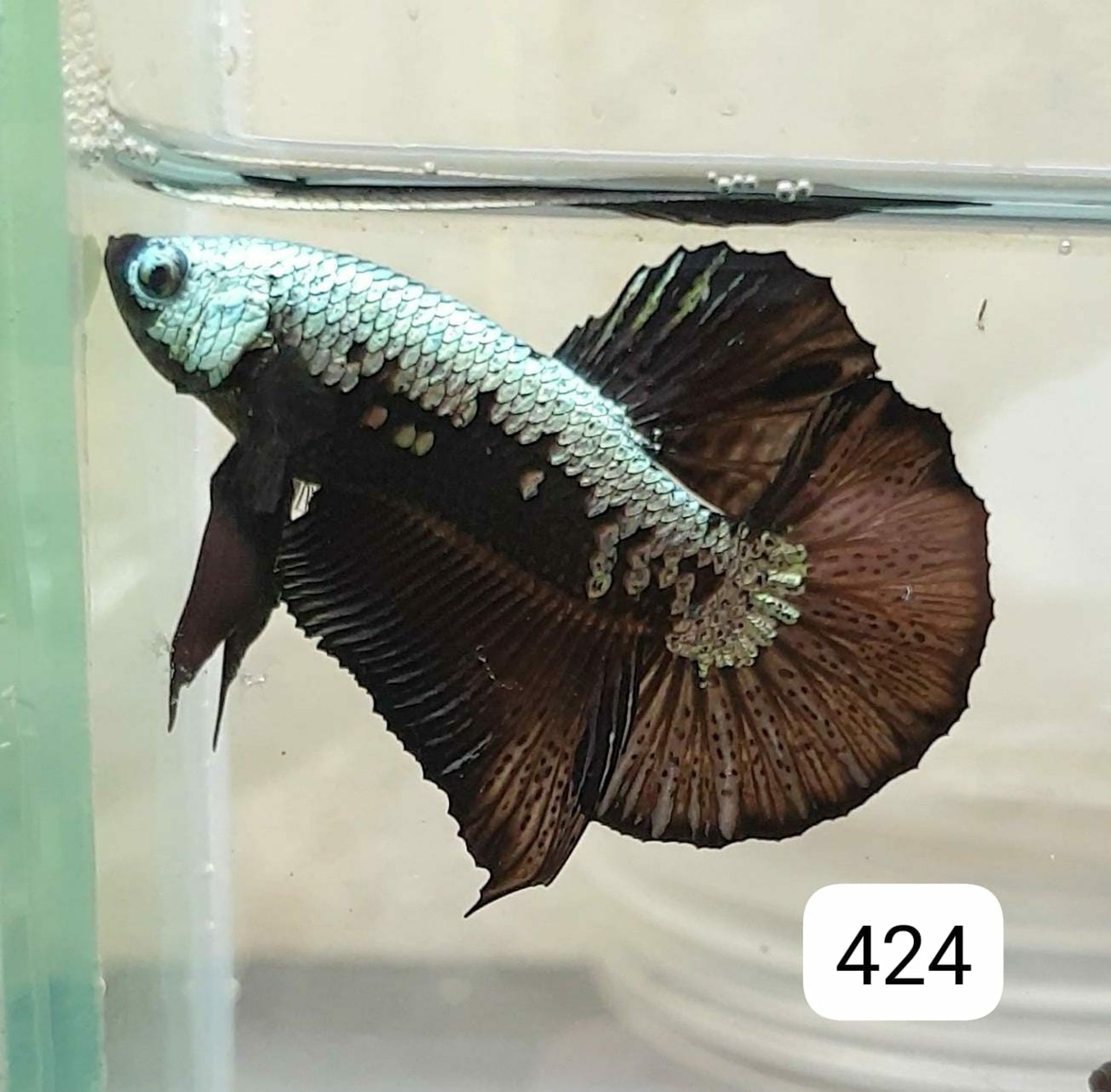 HMPK Betta Splendens #T424