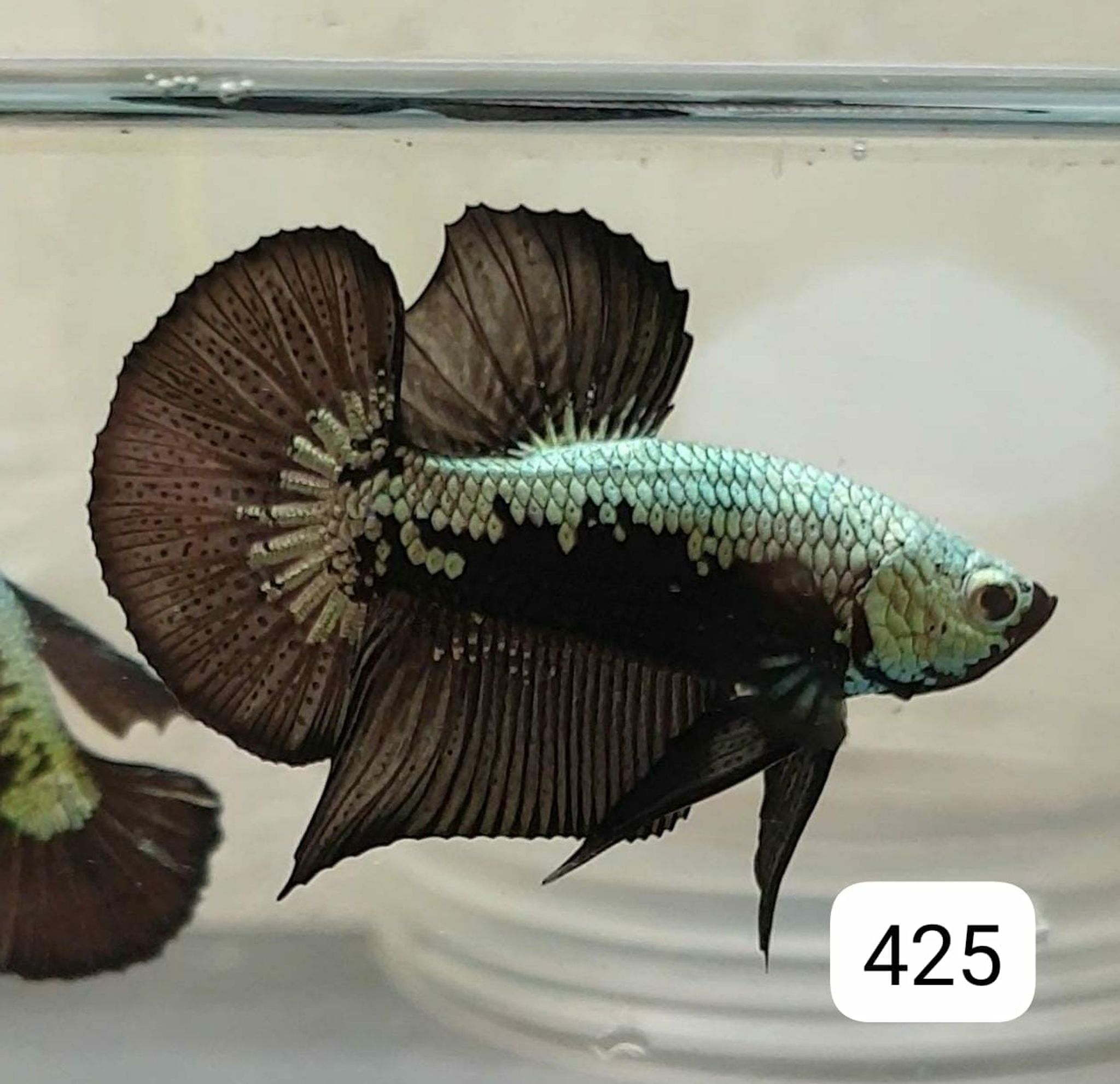 HMPK Betta Splendens #T425