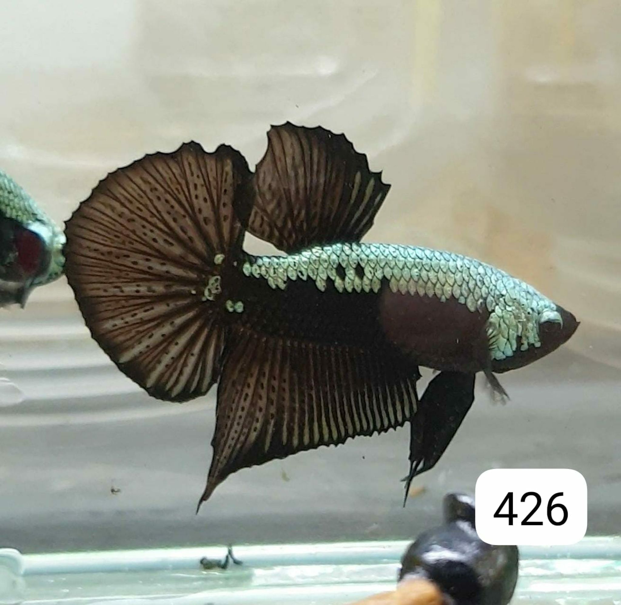 HMPK Betta Splendens #T426