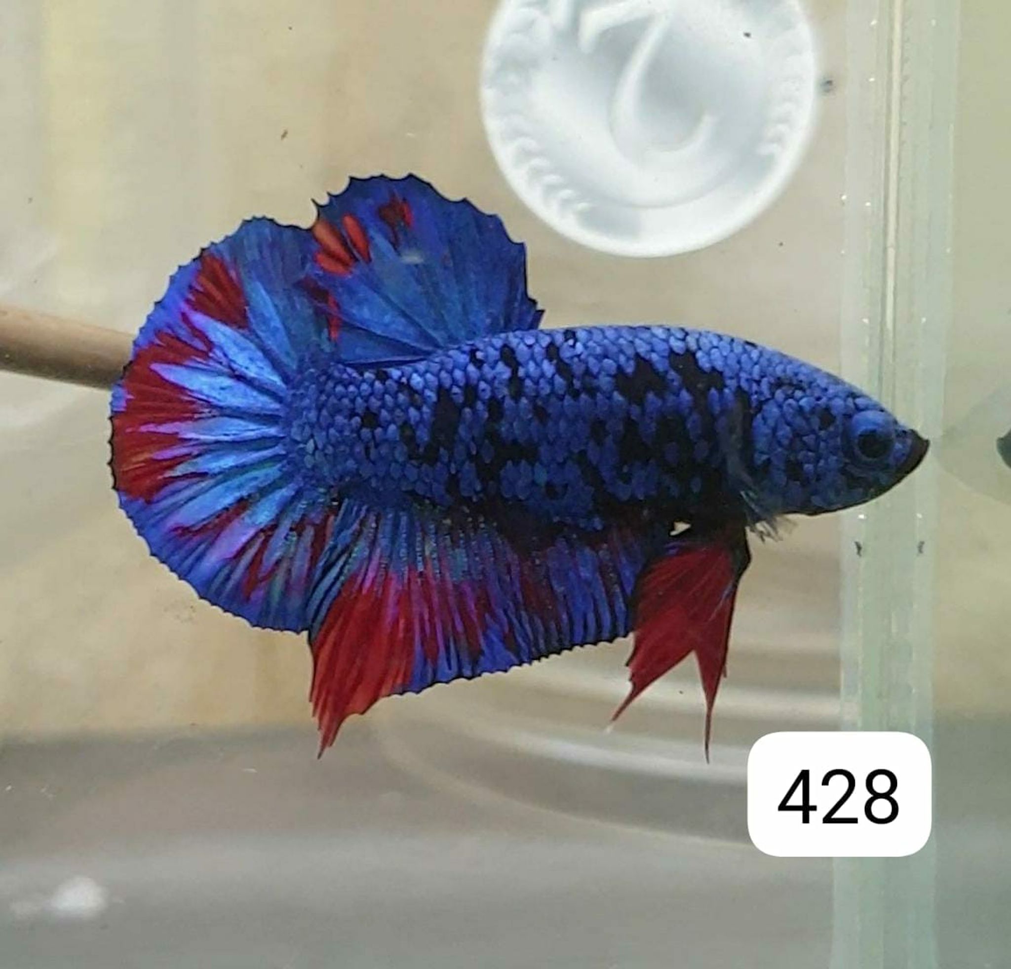 HMPK Betta Splendens #T428