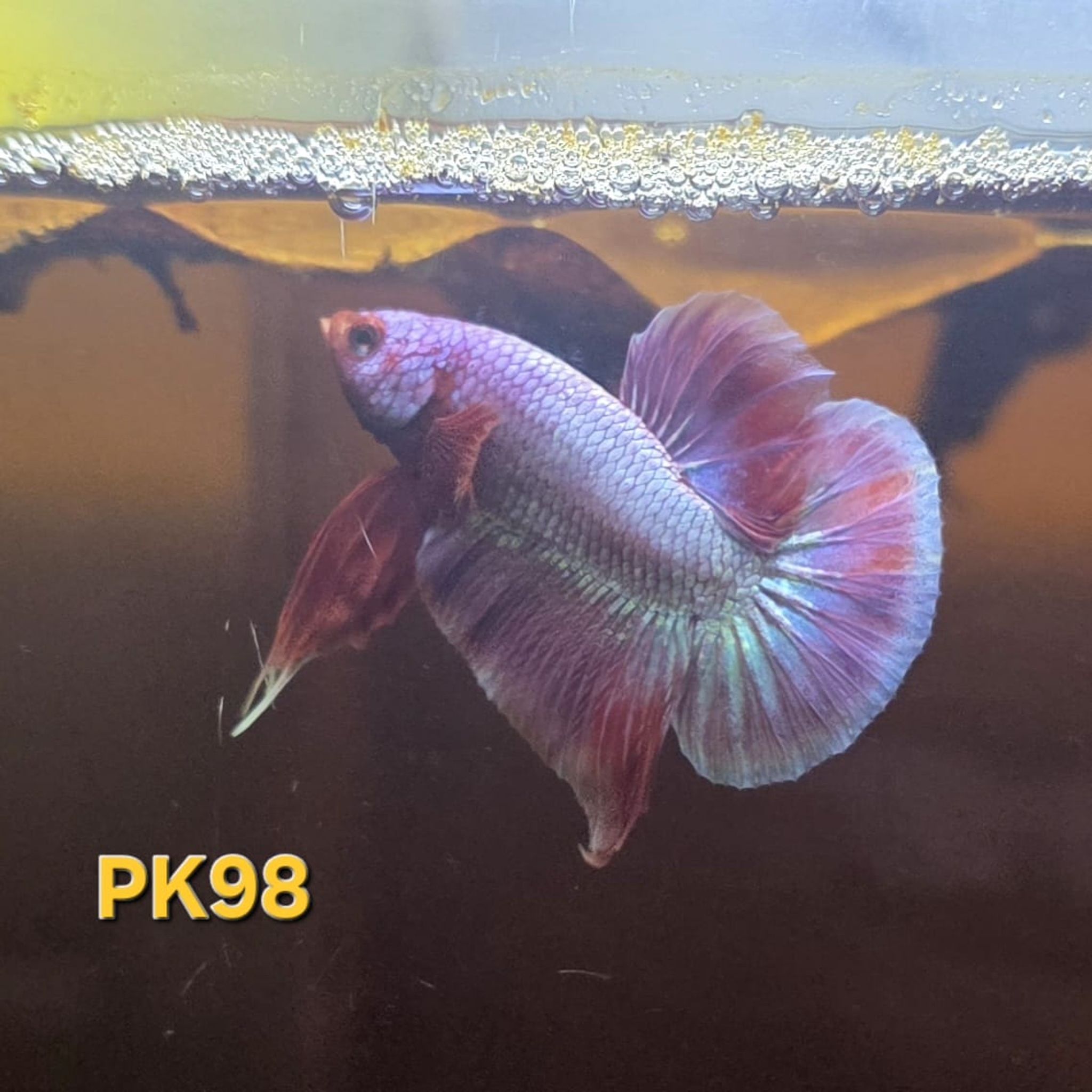 HMPK Betta Splendens #T98