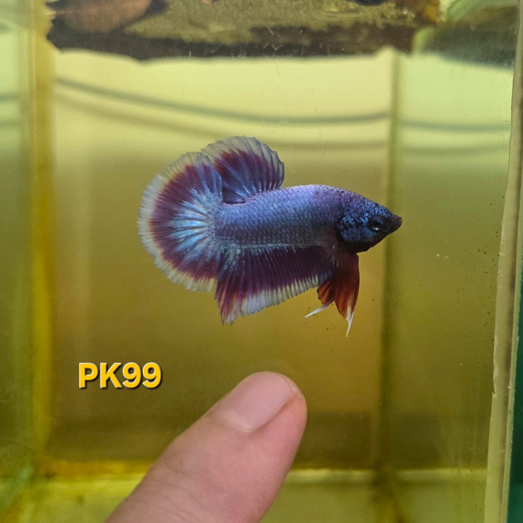HMPK Betta Splendens #T99