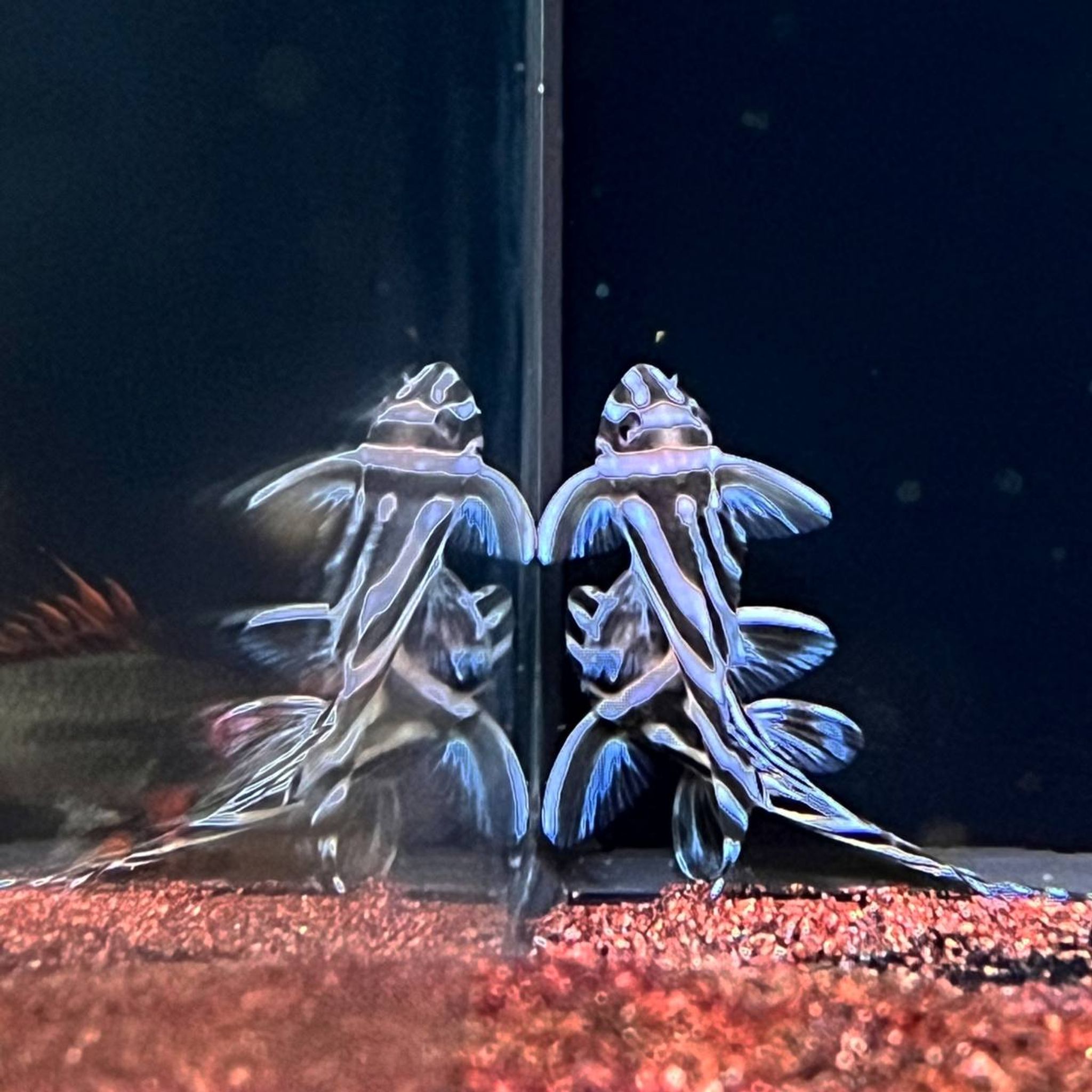 Hypancistrus Zebra L46