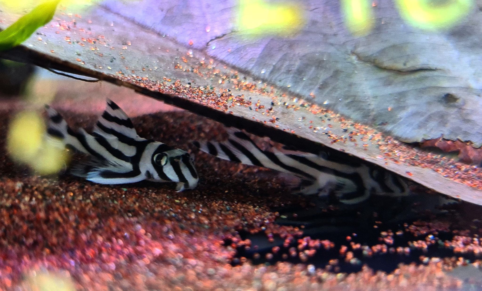 Hypancistrus Zebra L46