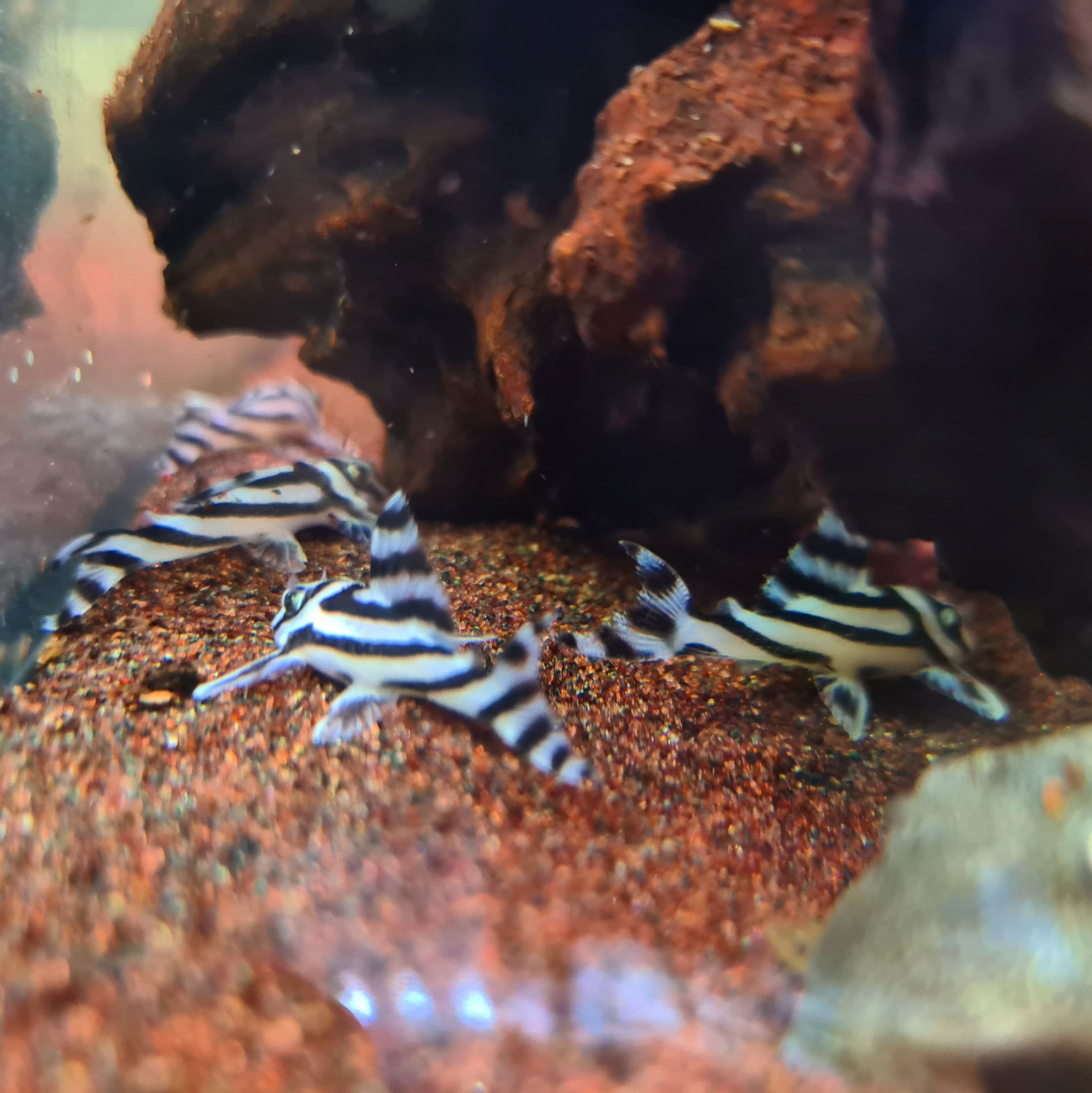 Hypancistrus Zebra L46