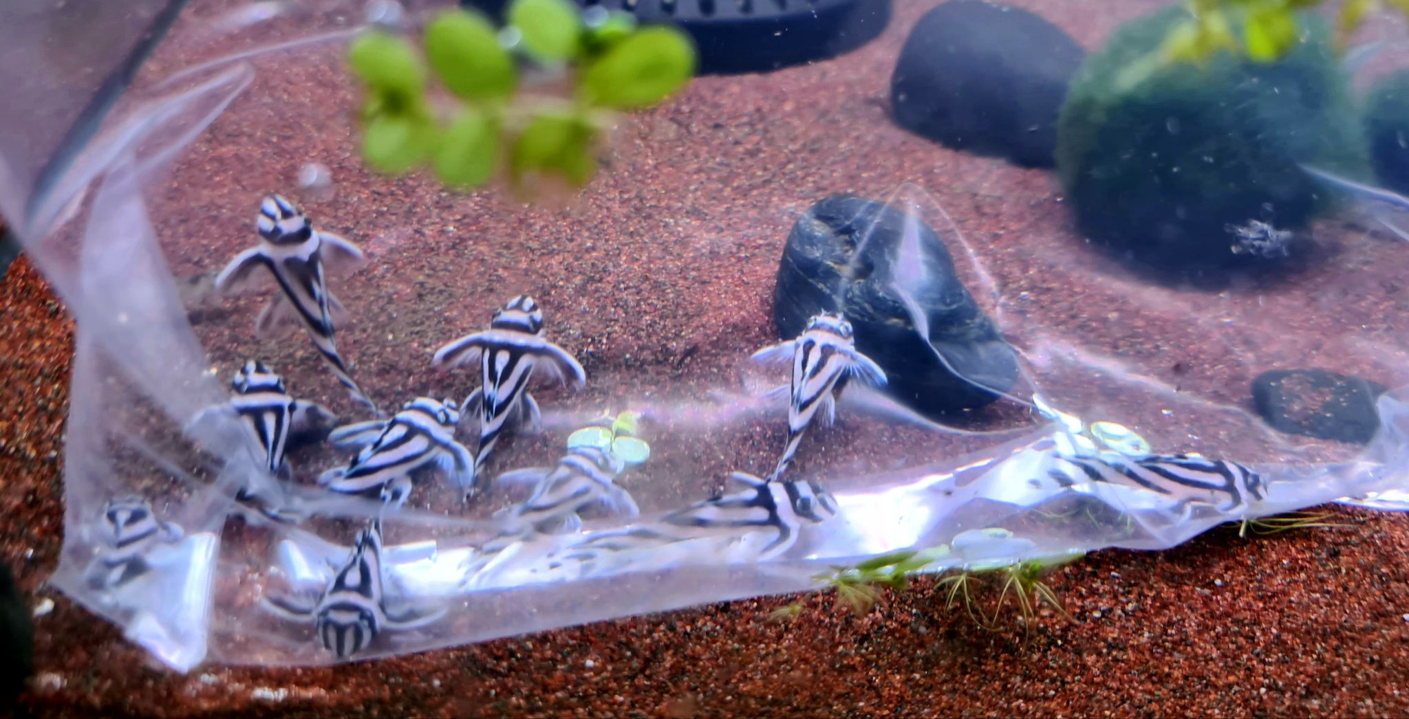 Hypancistrus Zebra L46