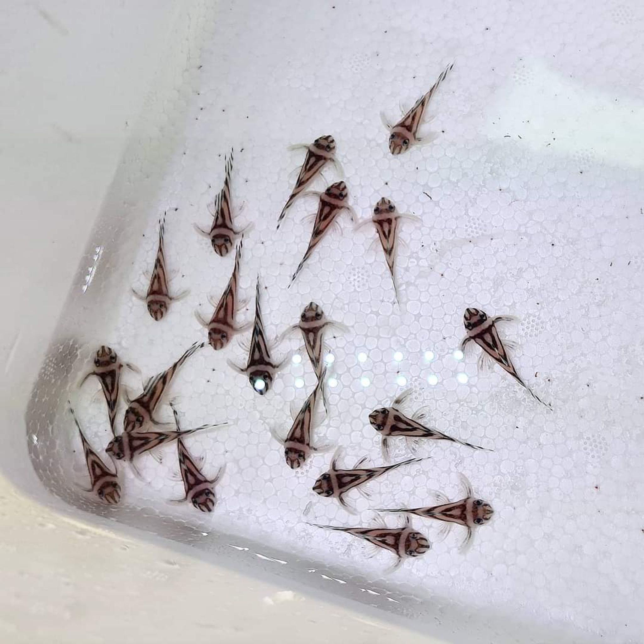 Hypancistrus Zebra L46