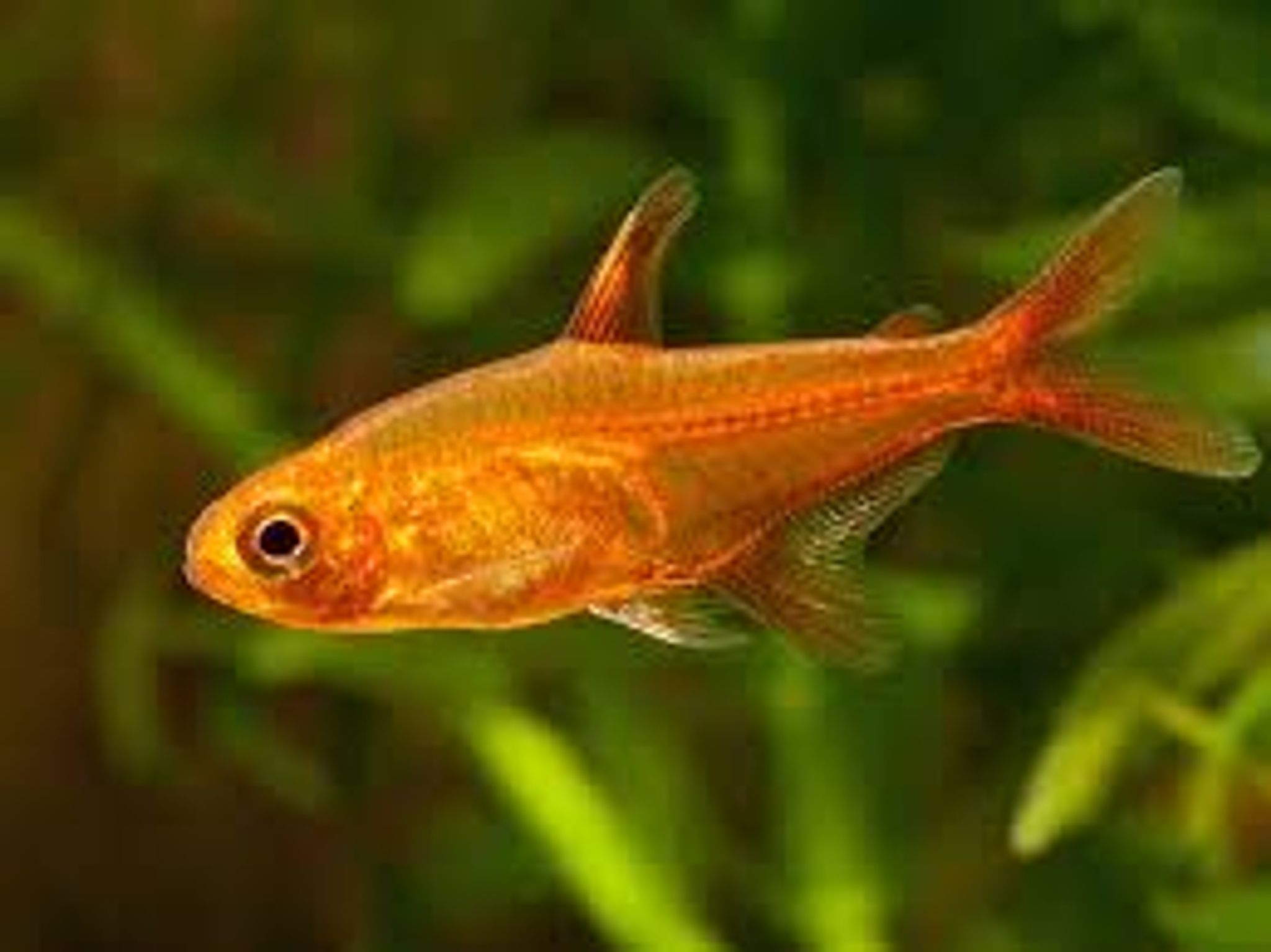 Hyphessobrycon Amandae