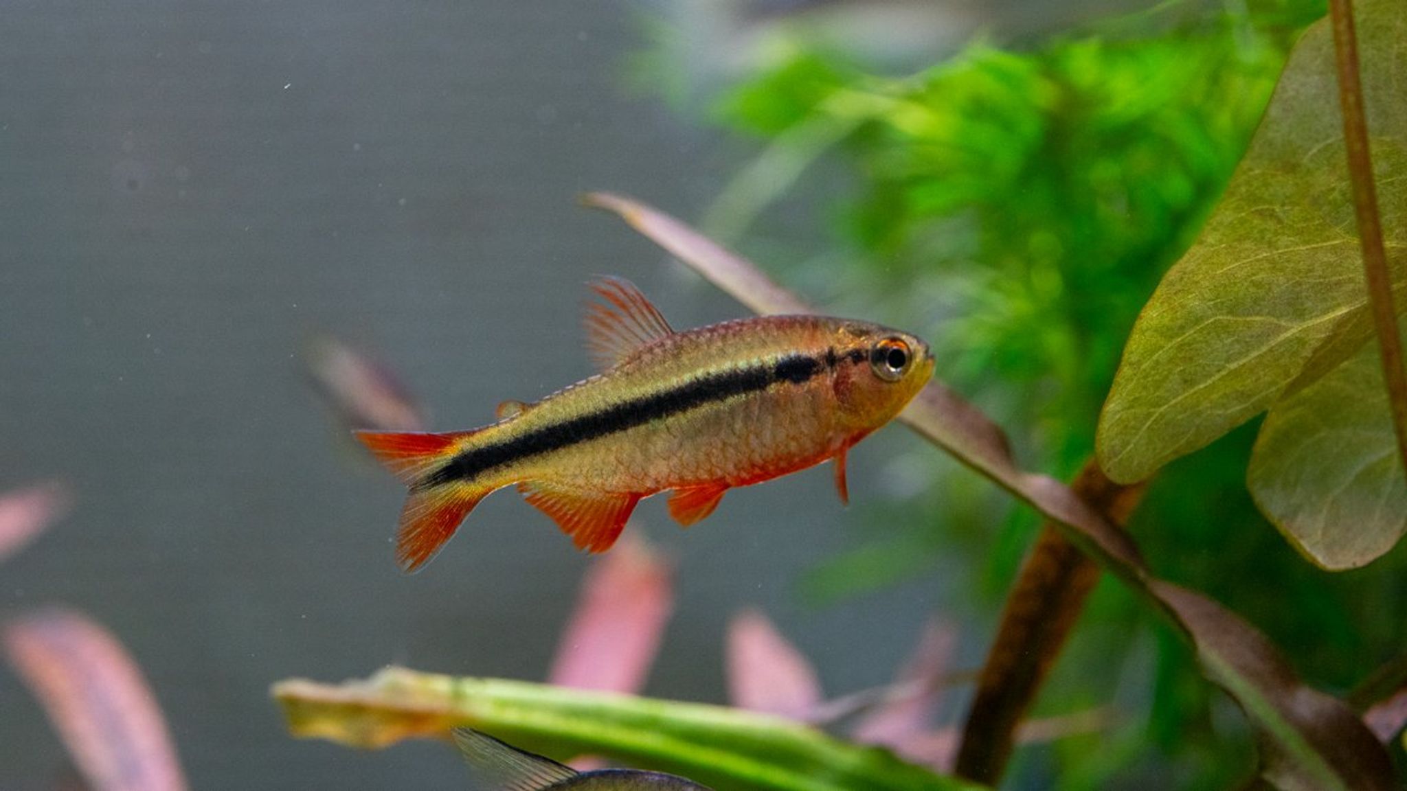 Hyphessobrycon Comodoro