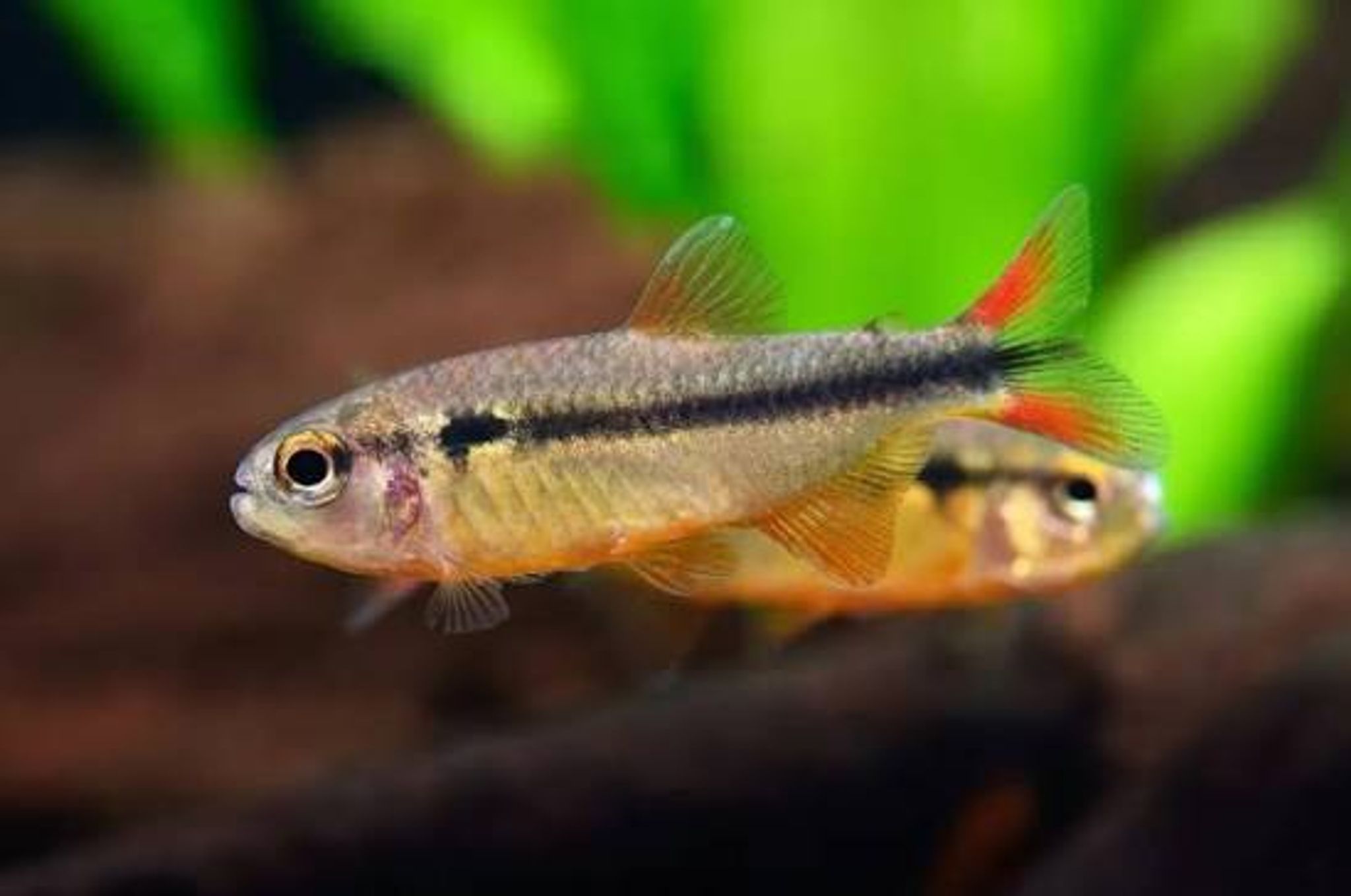 Hyphessobrycon Comodoro