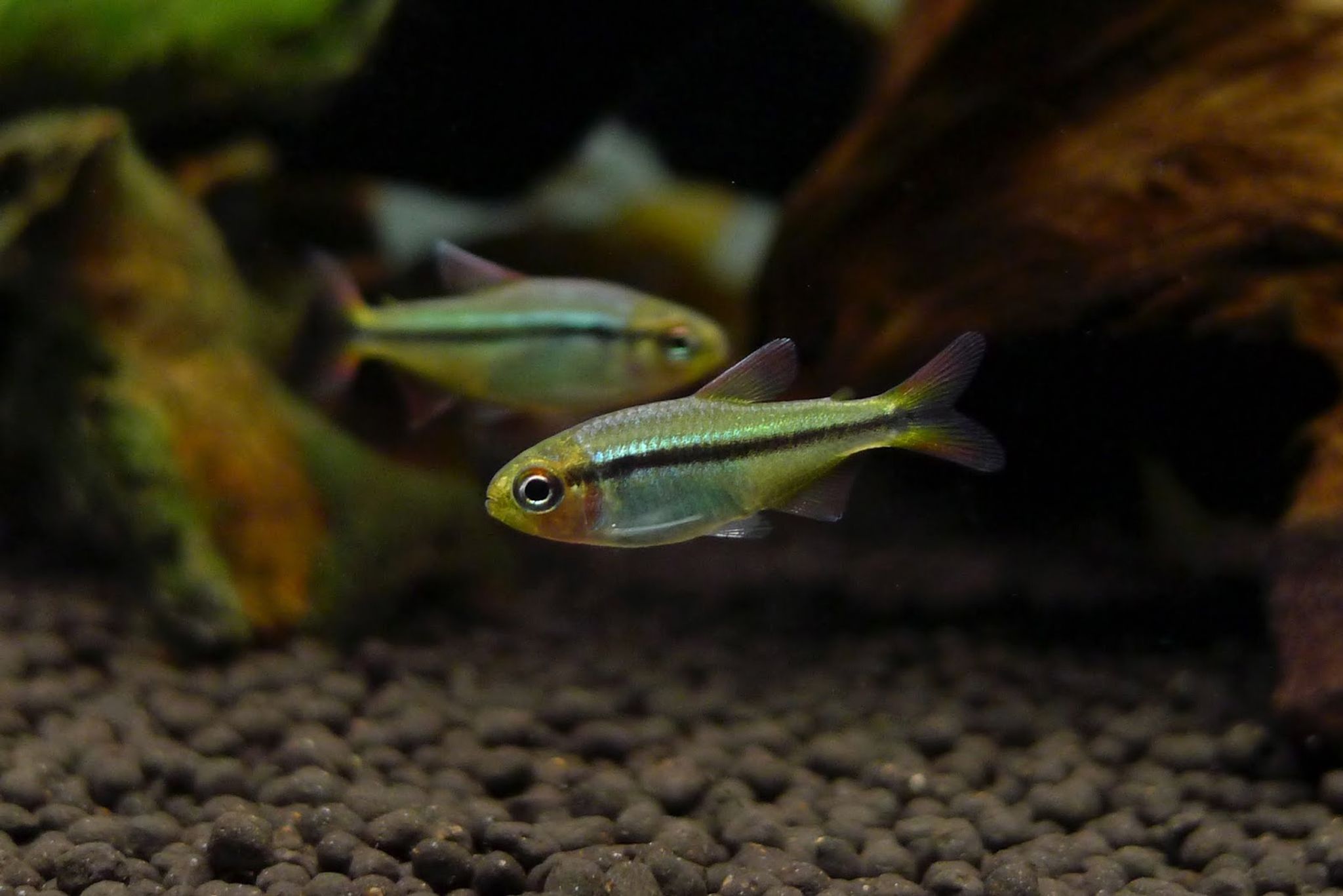 Hyphessobrycon Cyanotaenia 'Imperial Lapis'