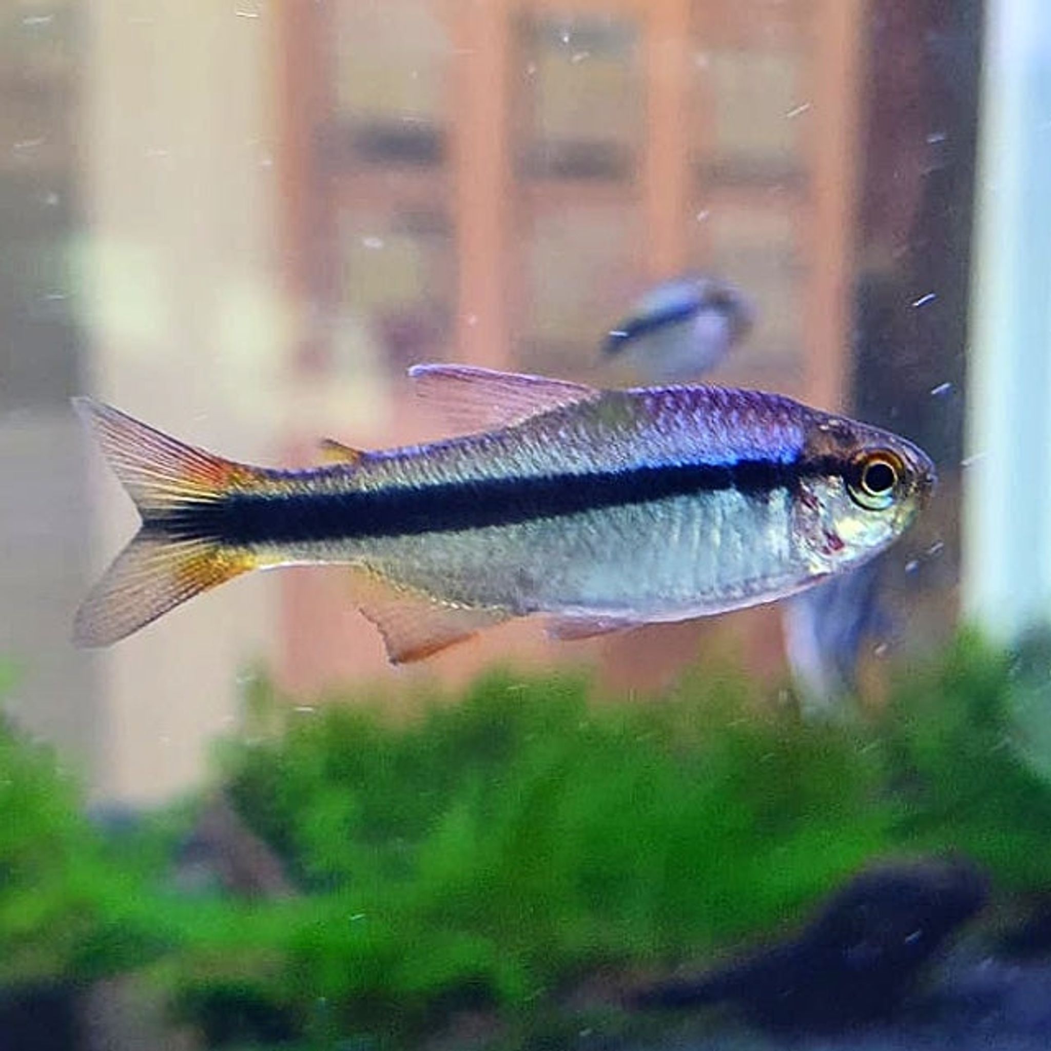 Hyphessobrycon Cyanotaenia 'Imperial Lapis'