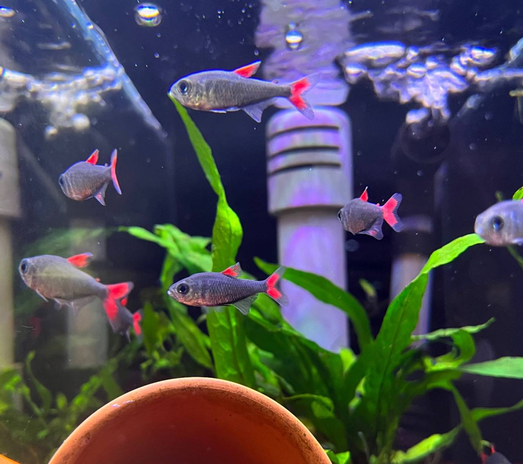 Hyphessobrycon Eilyos