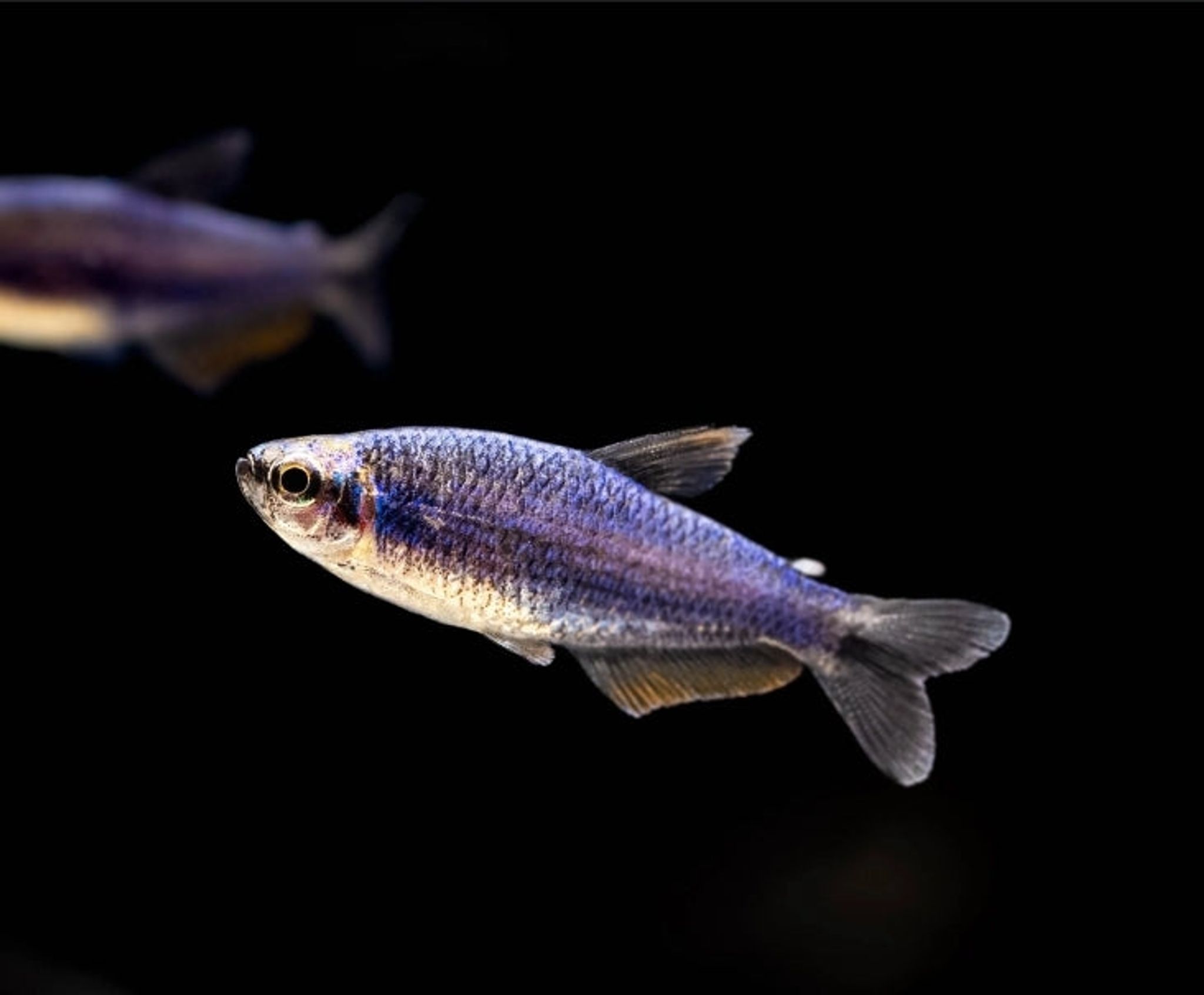 Inpaichthys "Queen Kerri"
