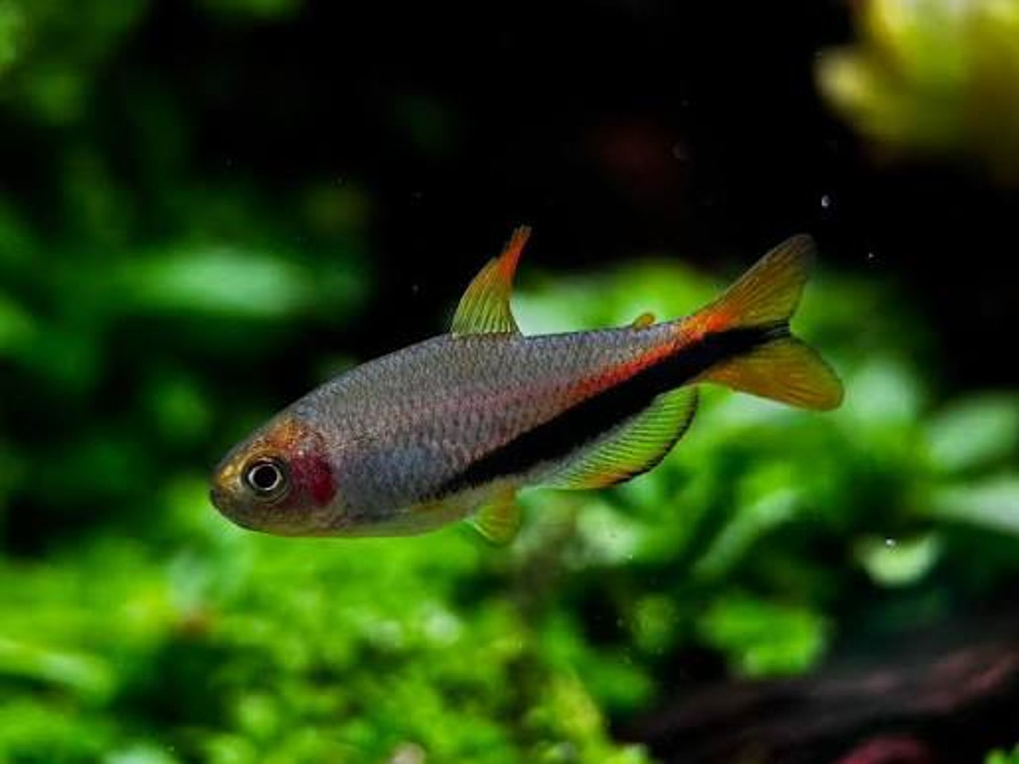 Inpaichthys Luizae 'Black Arrow'