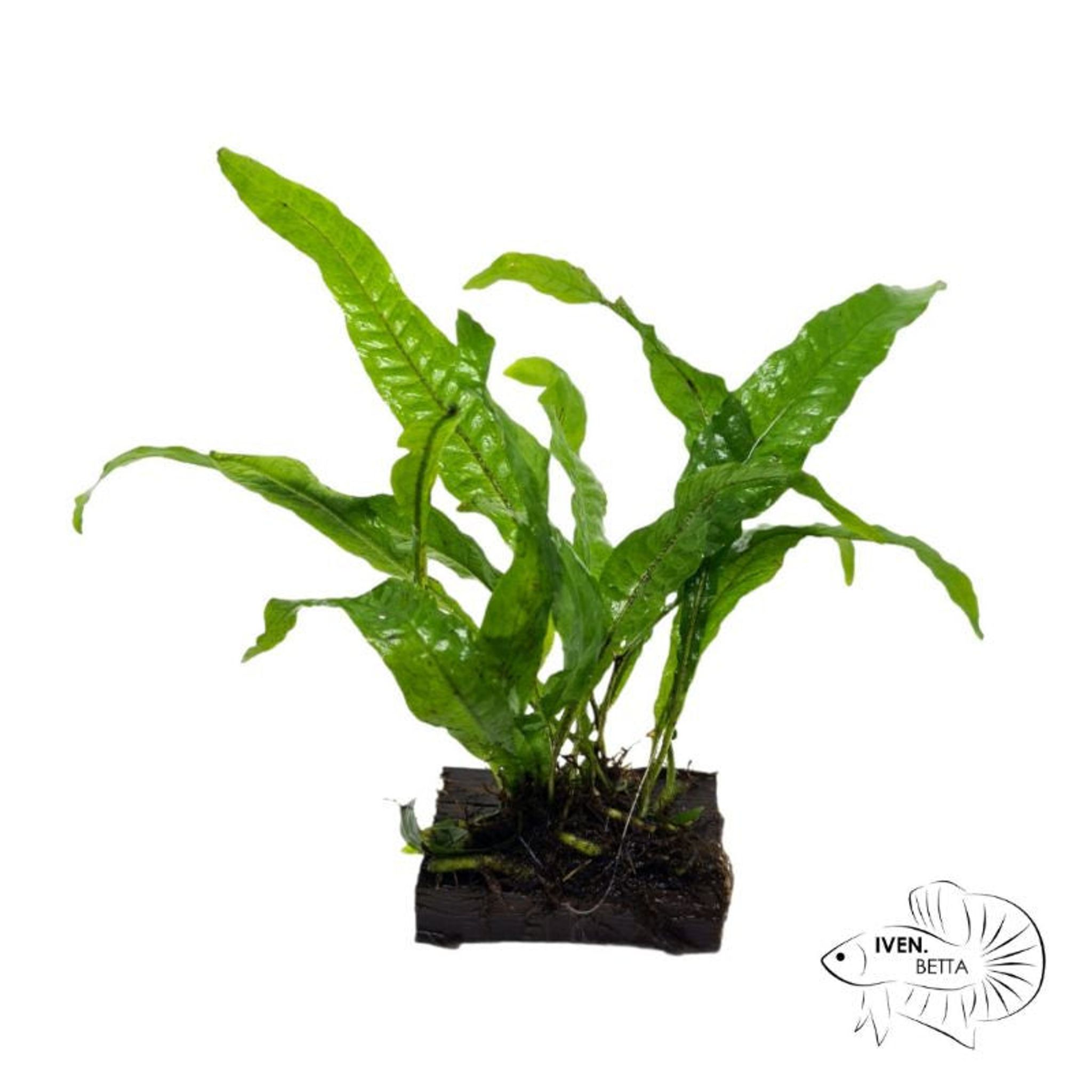 Microsorum Pteropus var. Java Fern