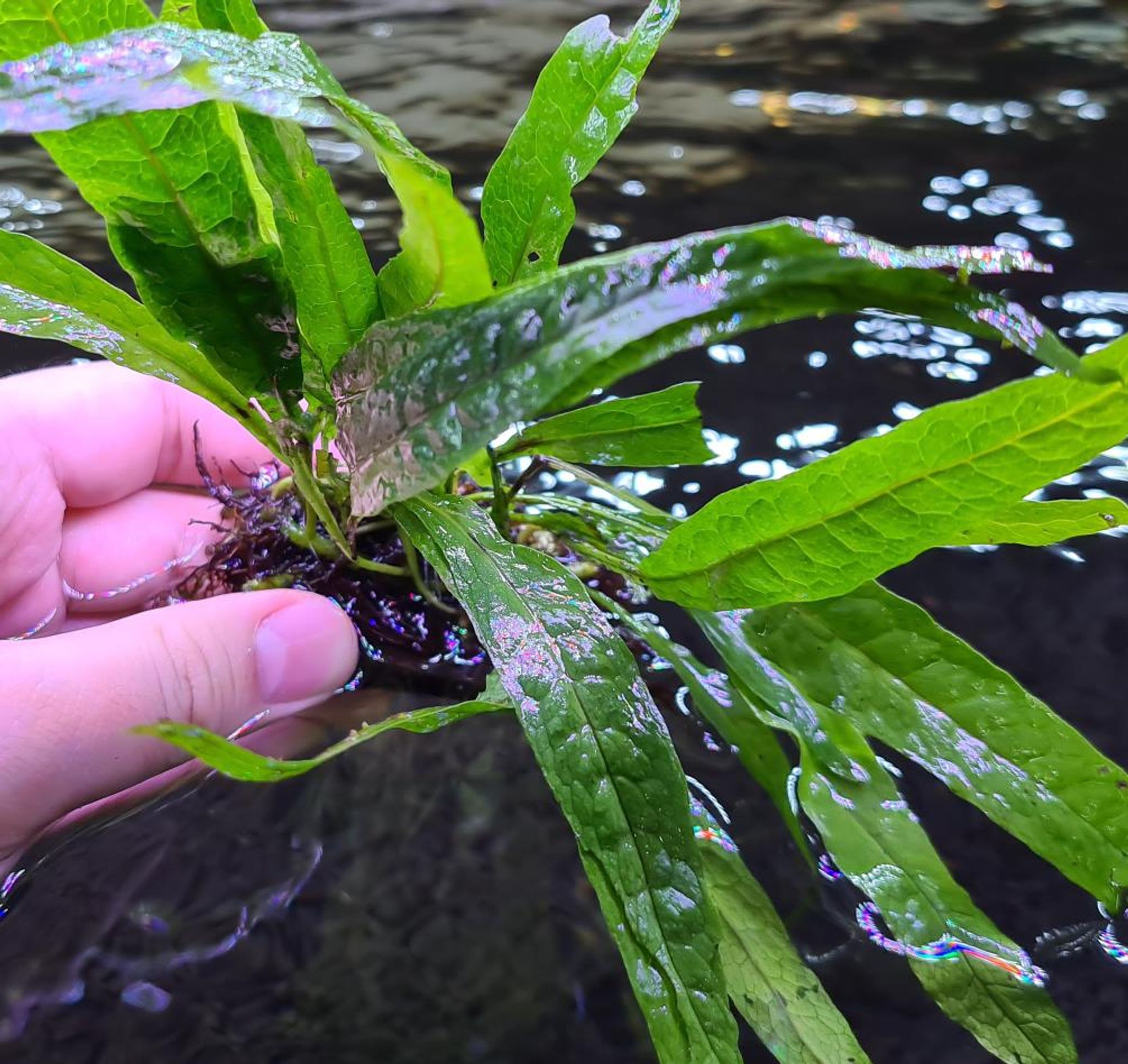 Microsorum Pteropus var. Java Fern
