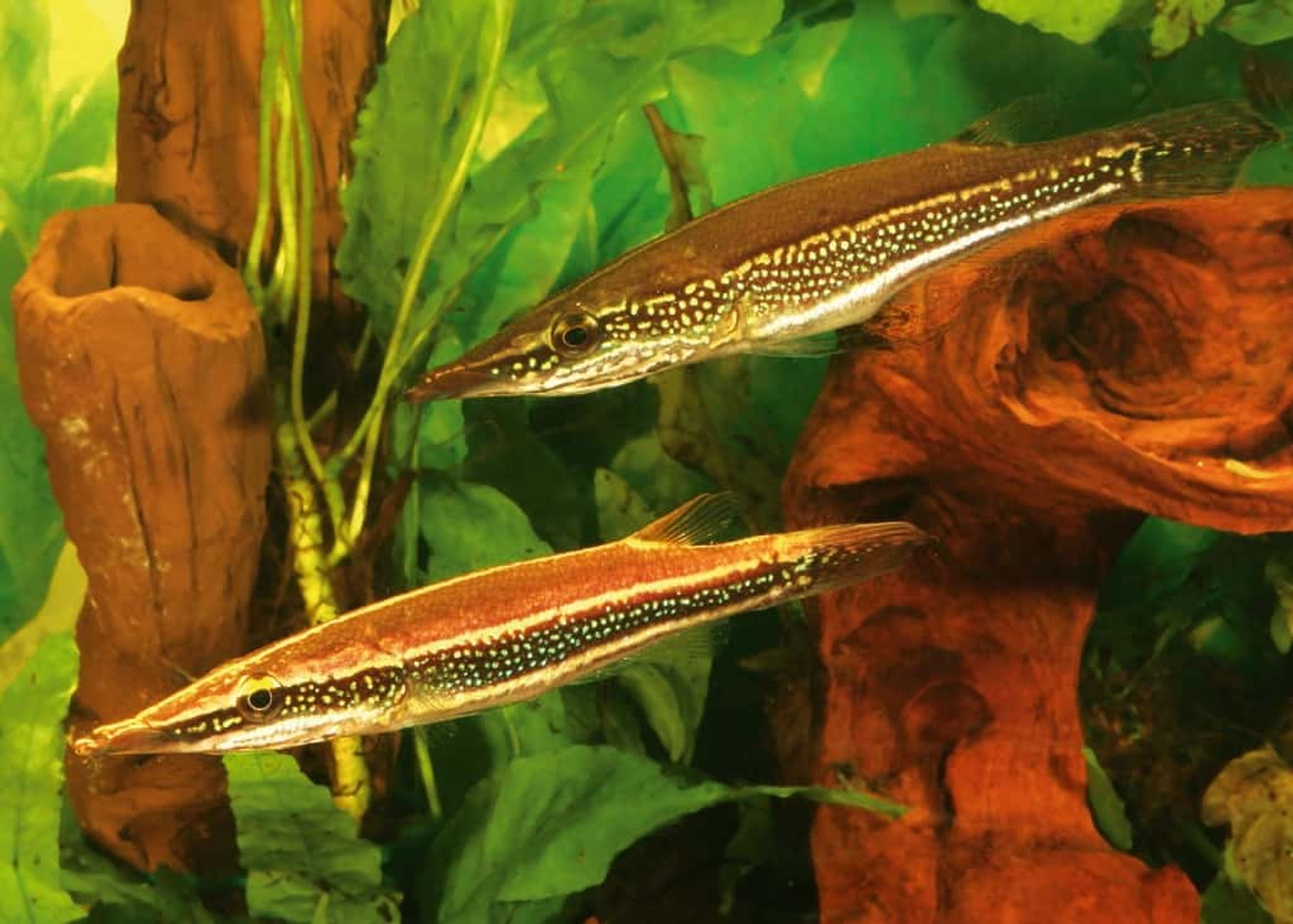 Luciocephalus Aura