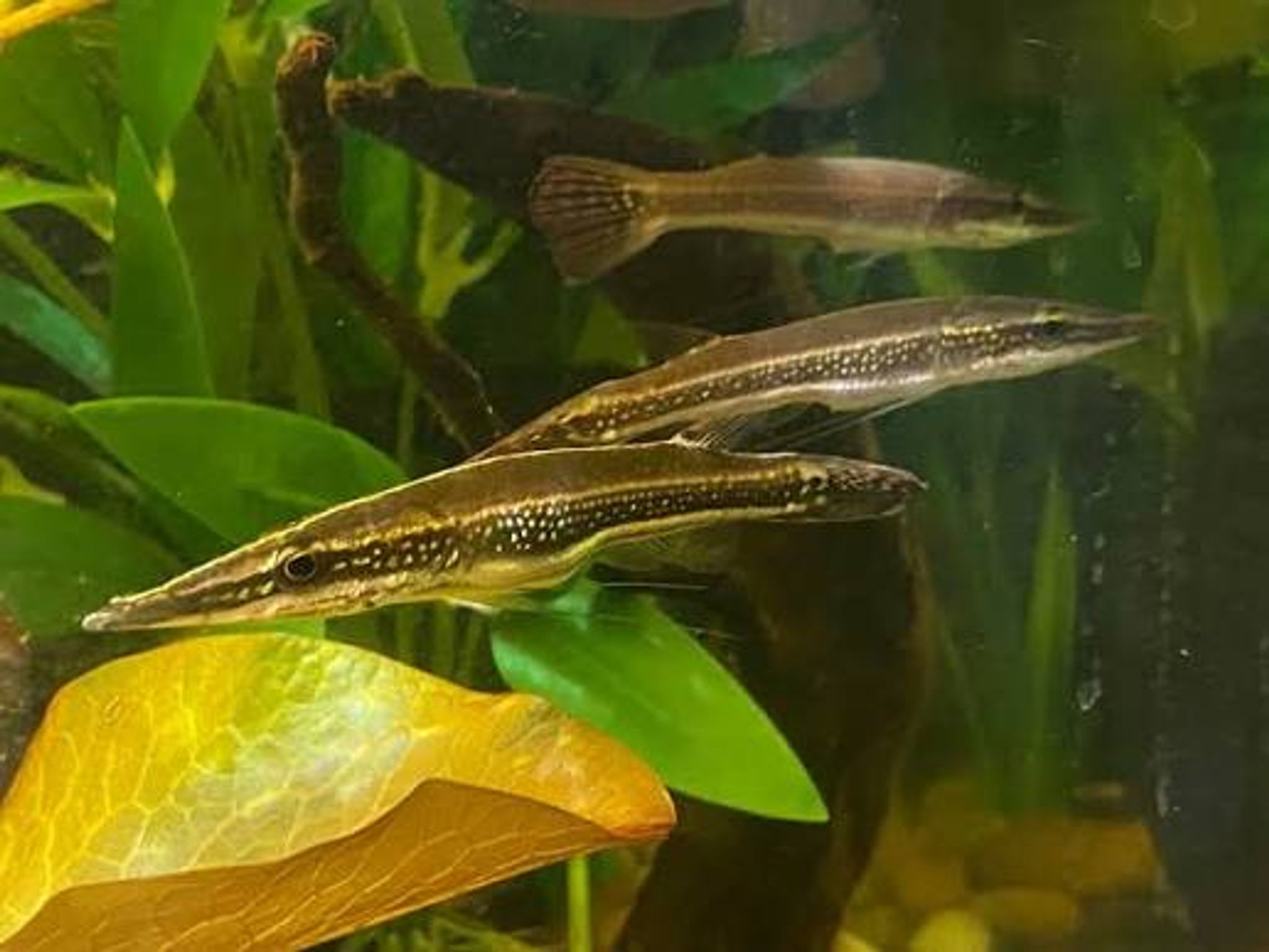 Luciocephalus Aura