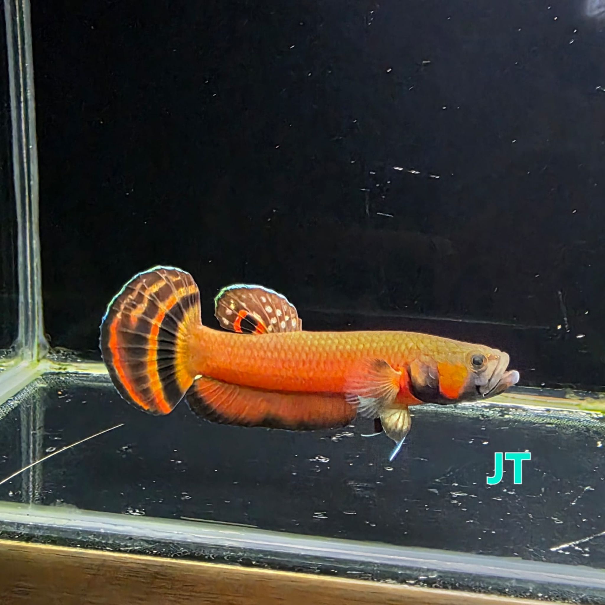 Macrostoma Male (IB120SR) - SUPER RED