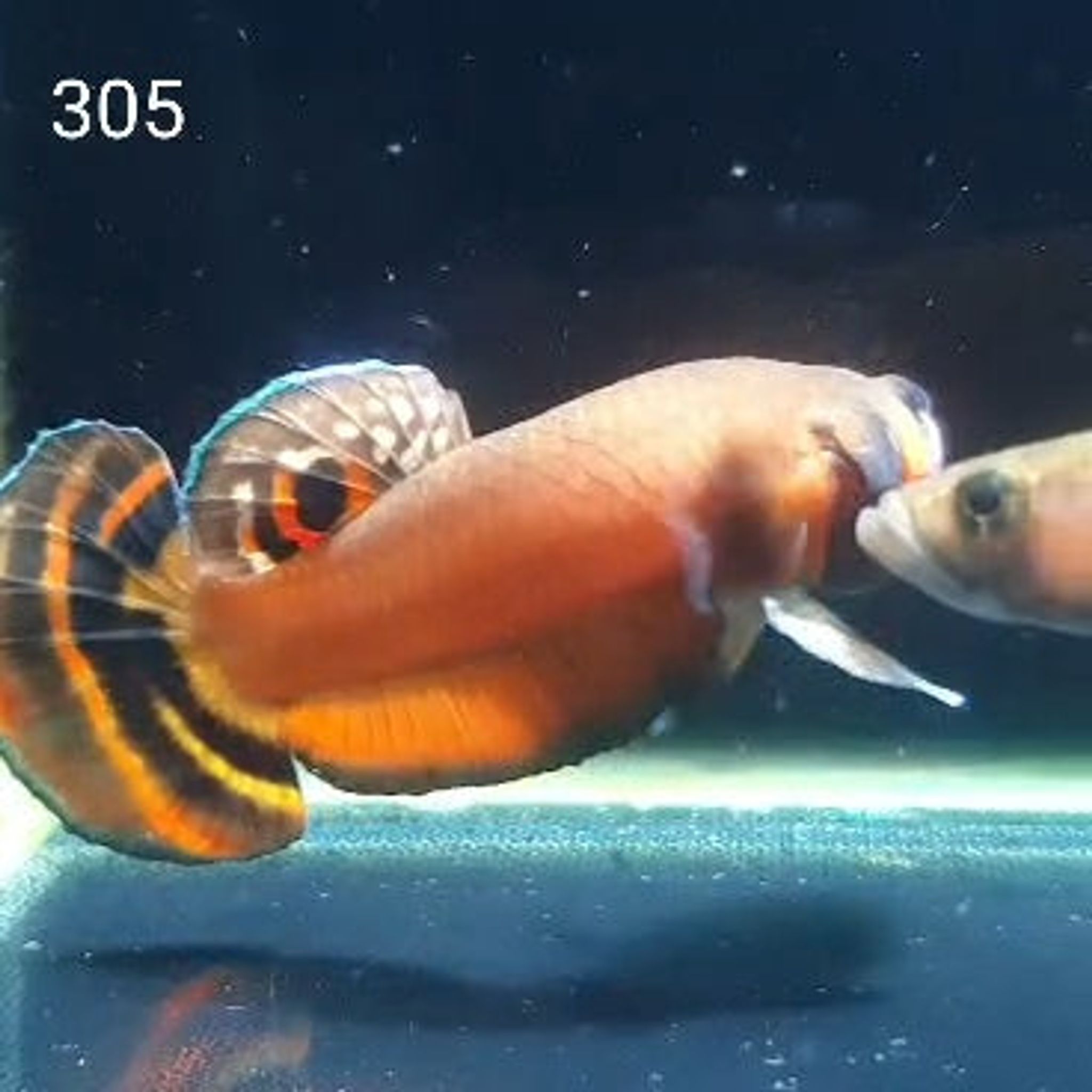Macrostoma Male K Tail (M305)