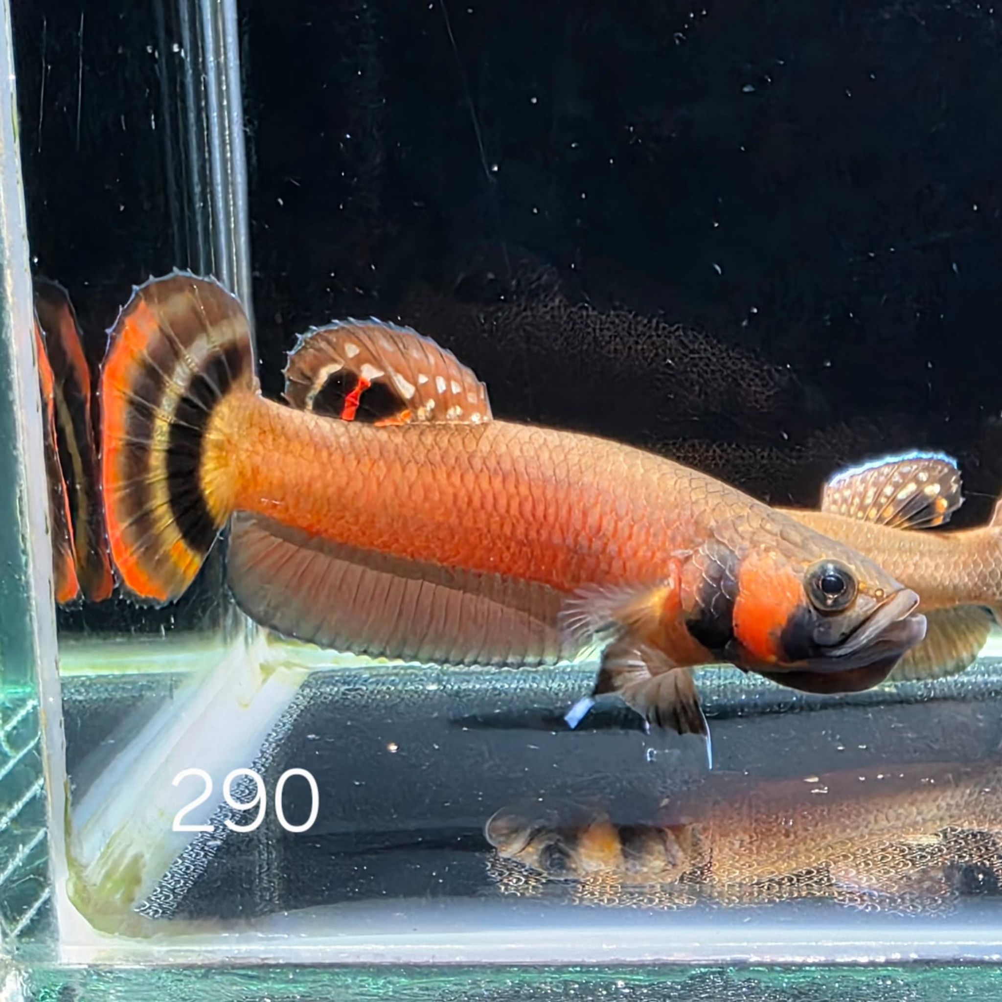 Macrostoma Male (M290)