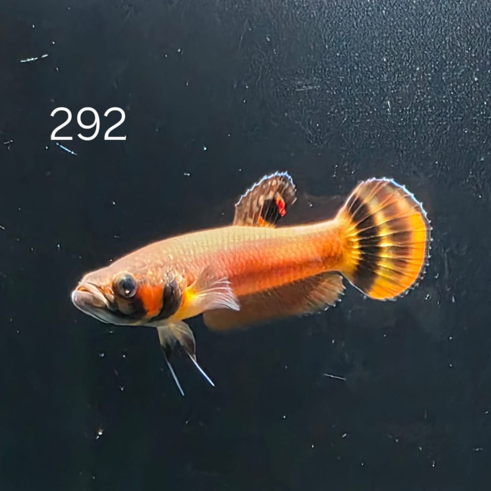Macrostoma Male (M292)