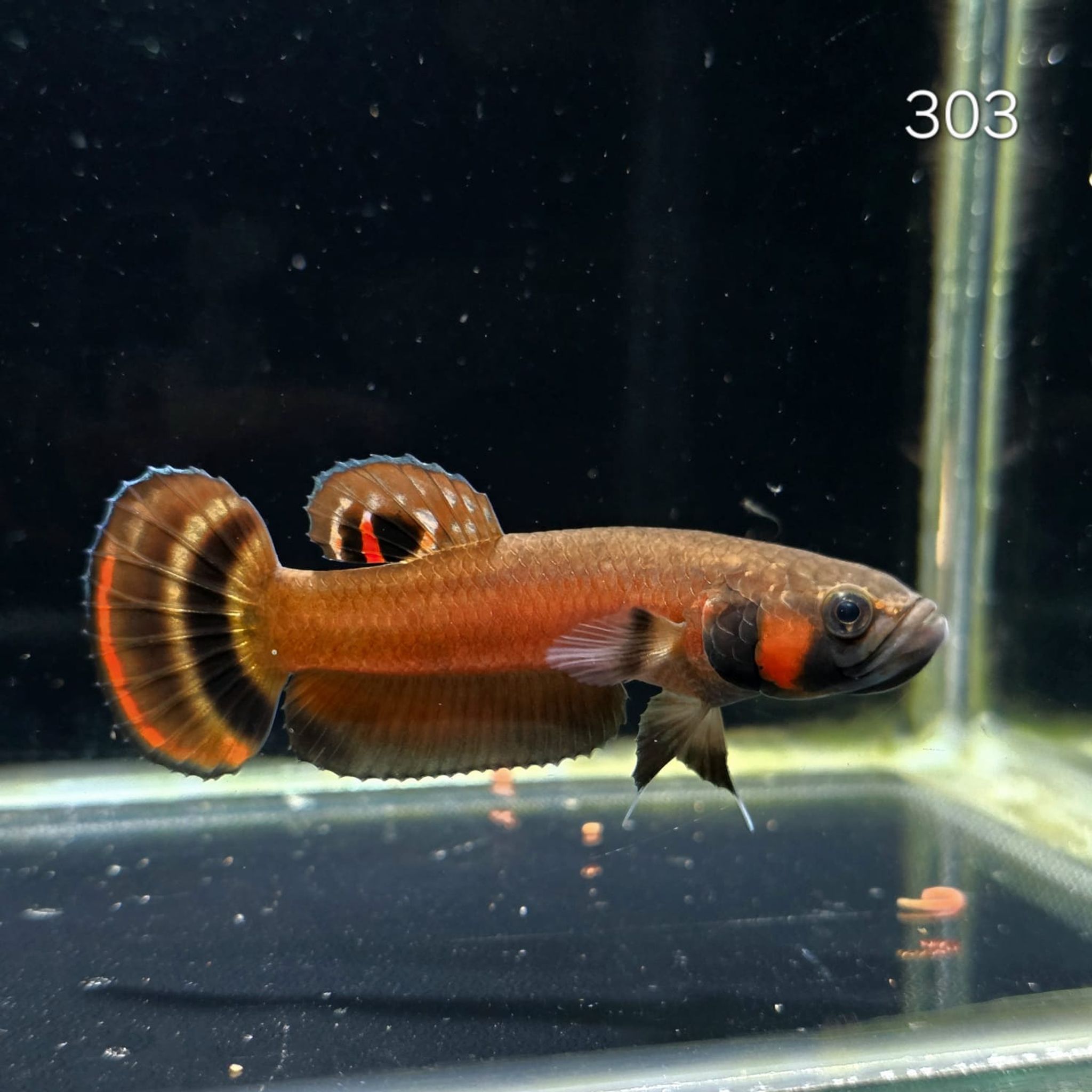 Macrostoma Male (M303)