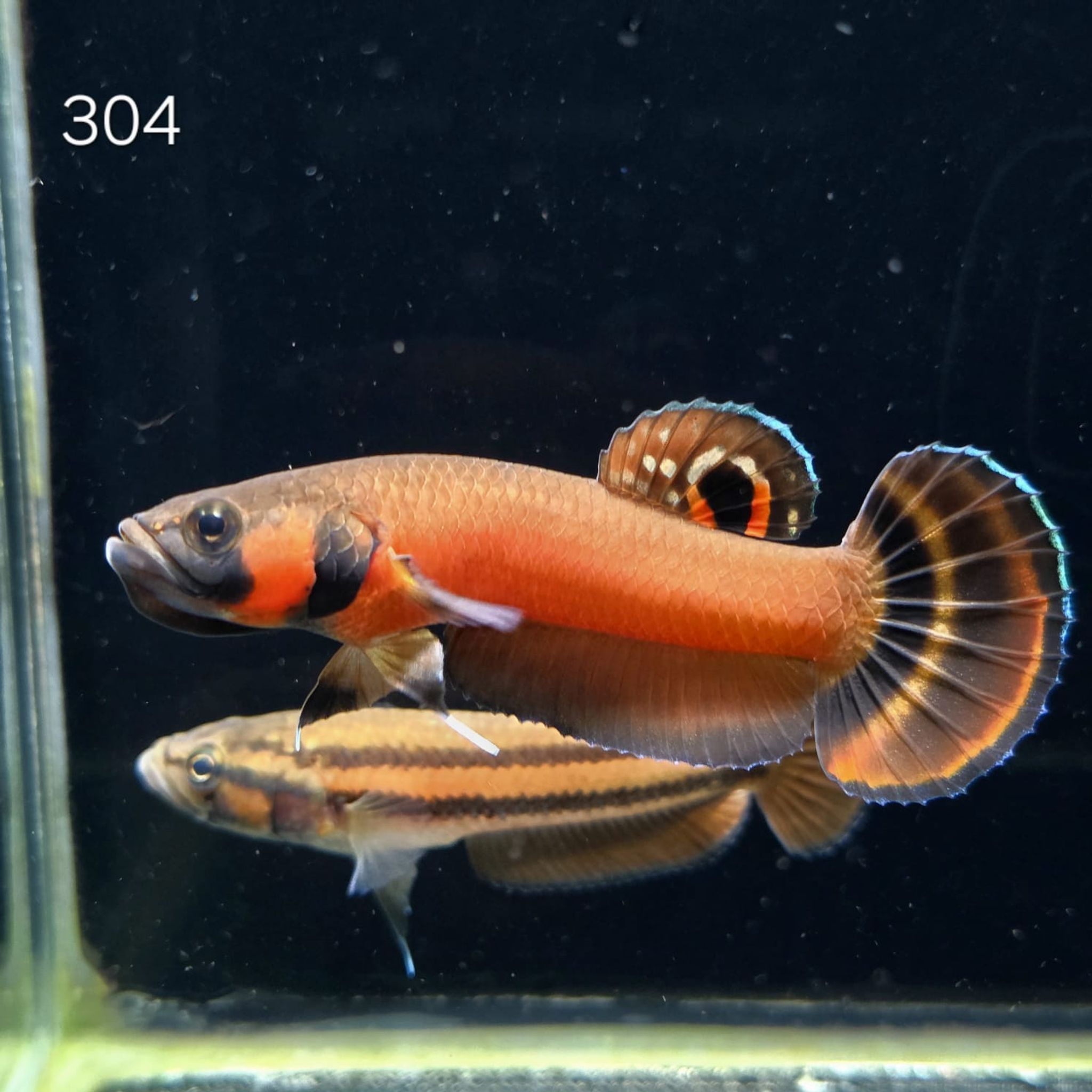 Macrostoma Male (M304)