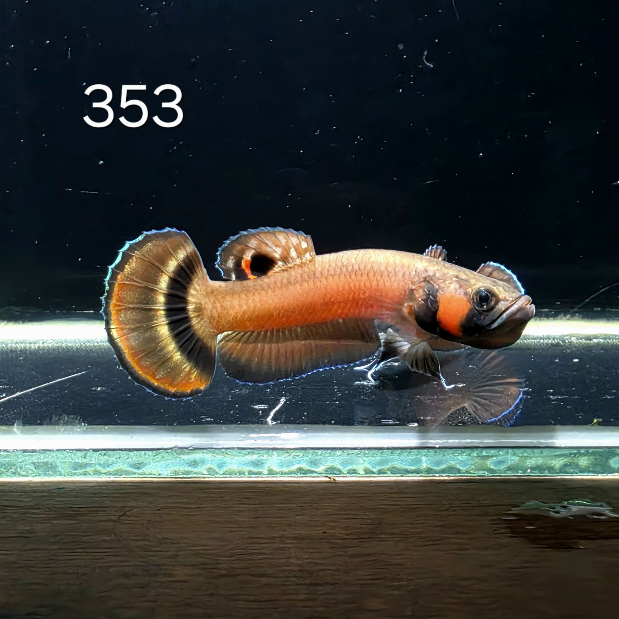 Macrostoma Male (M353)