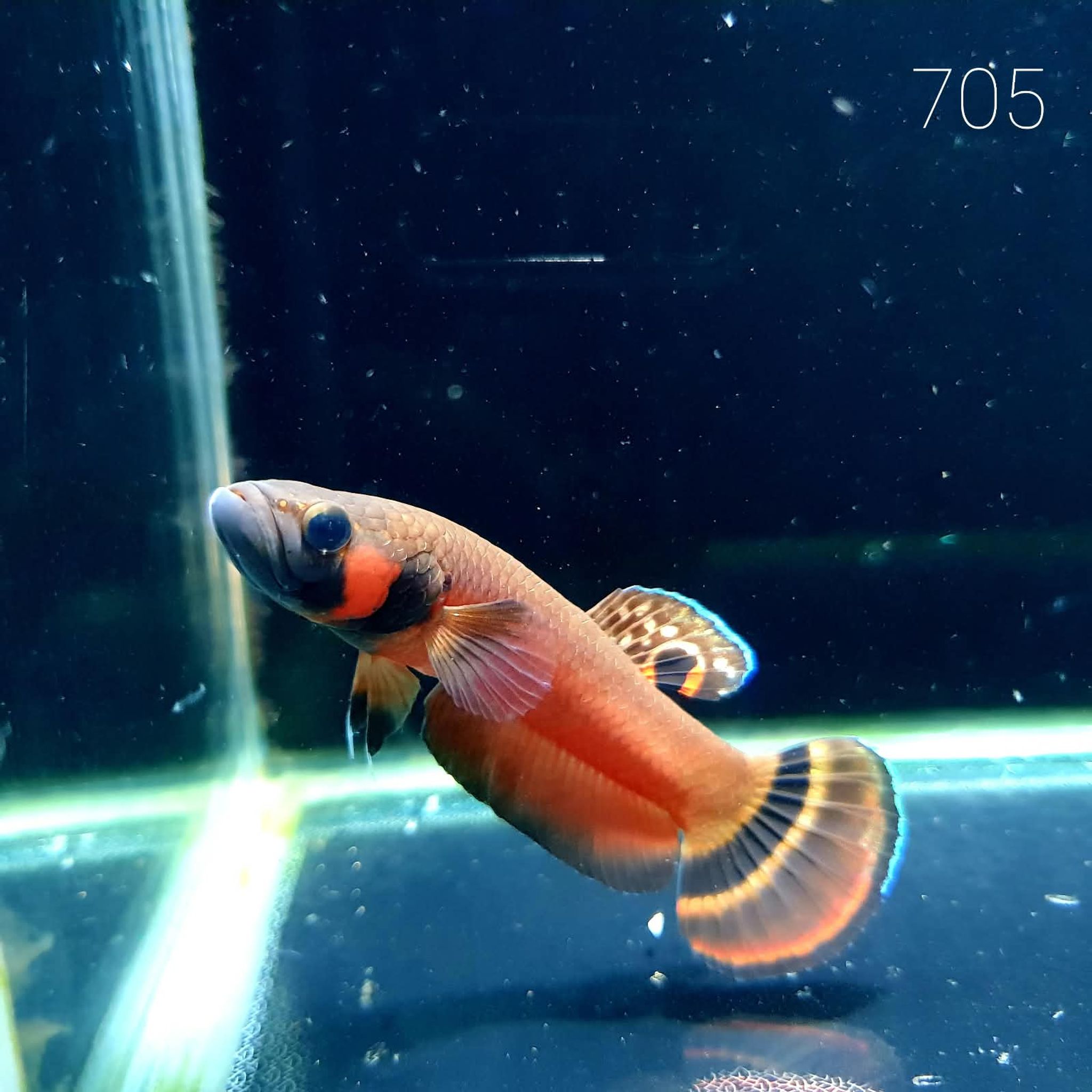 Macrostoma Male (M705)