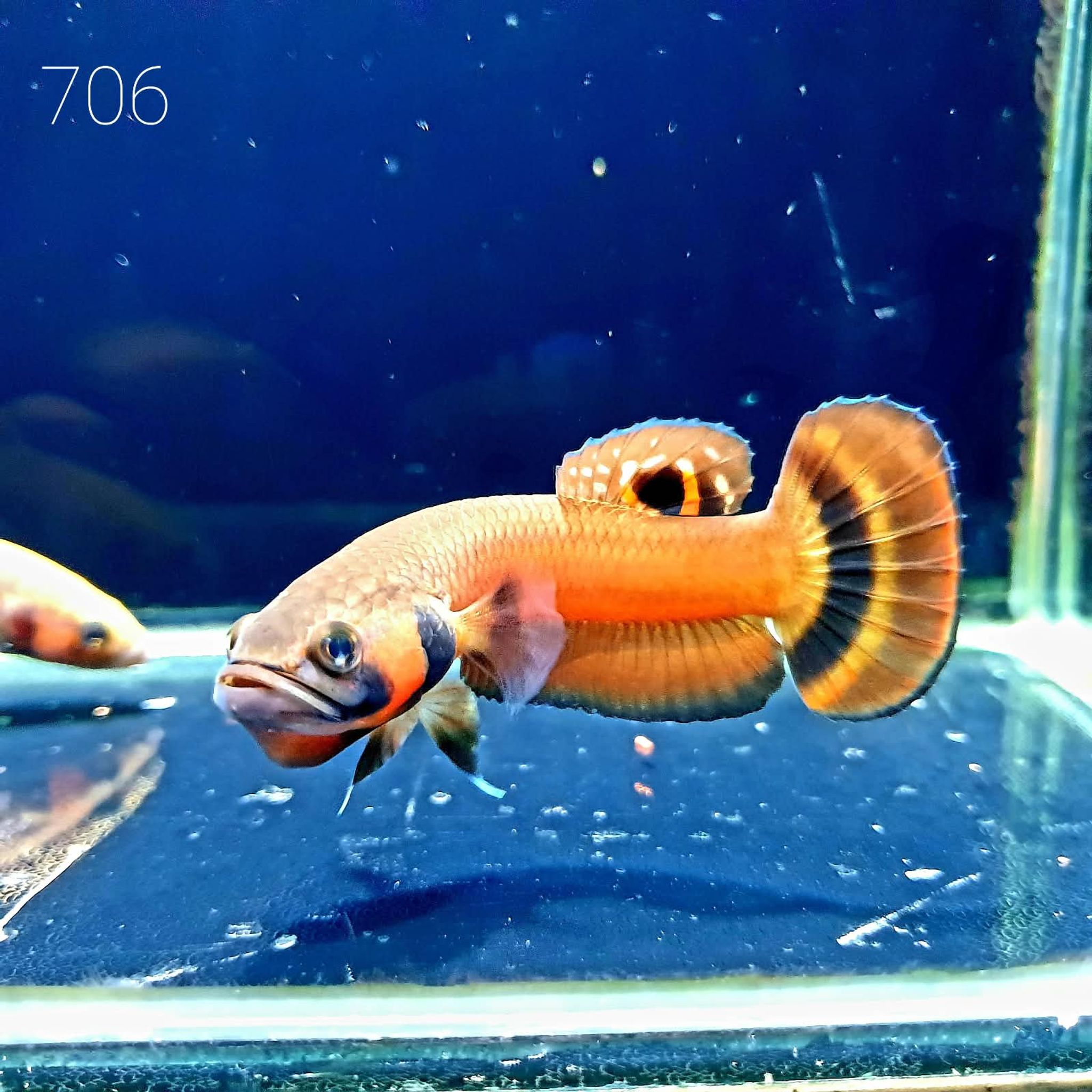 Macrostoma Male (M706)
