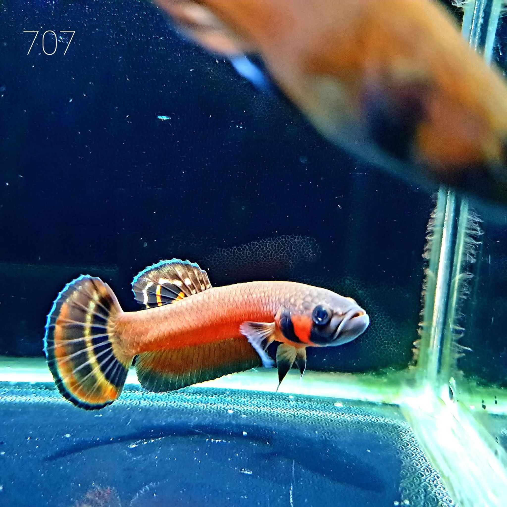 Macrostoma Male (M707)