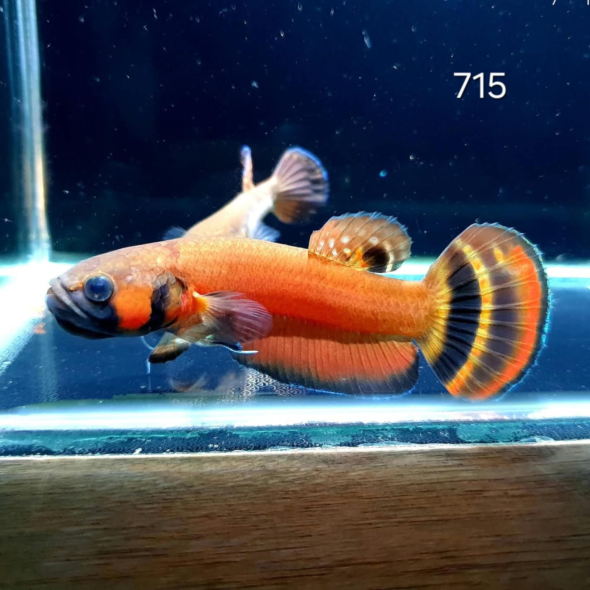 Macrostoma Male (M715)