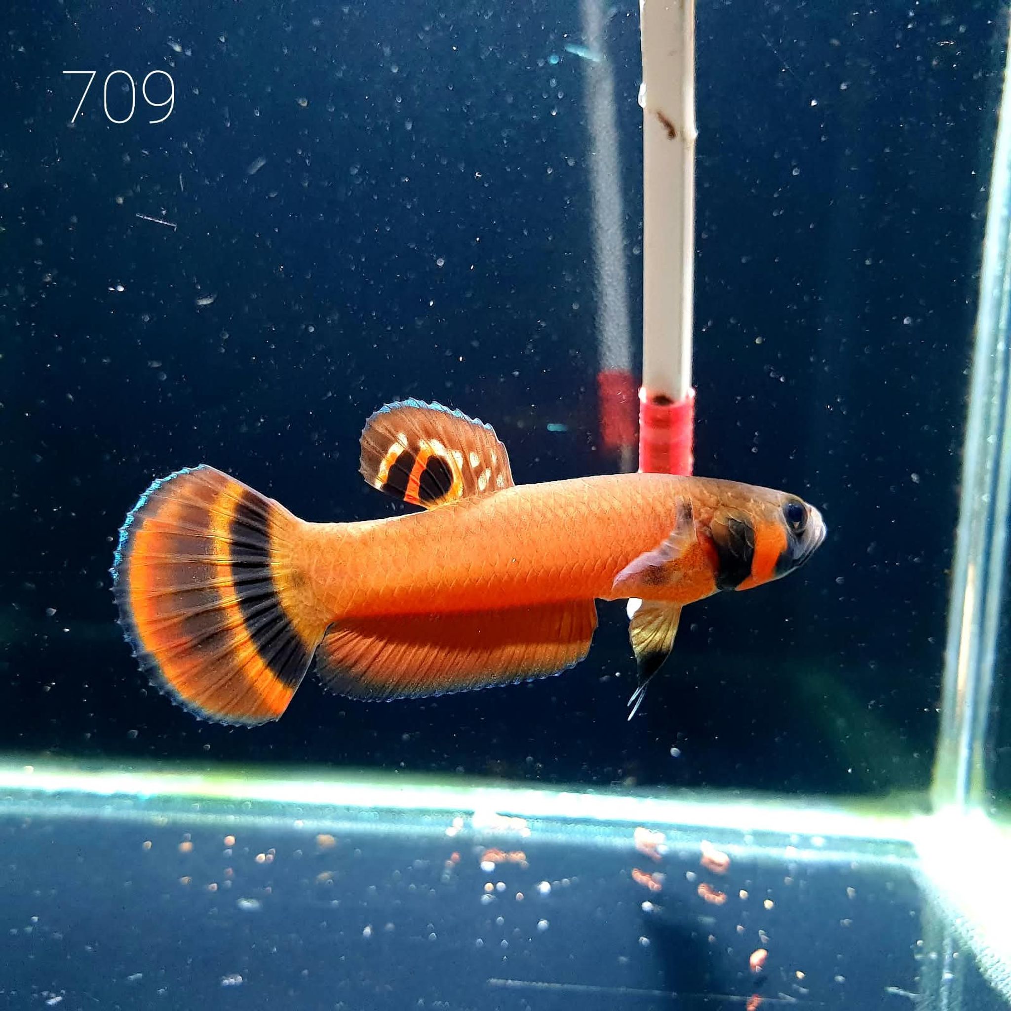 Macrostoma Male (M709)