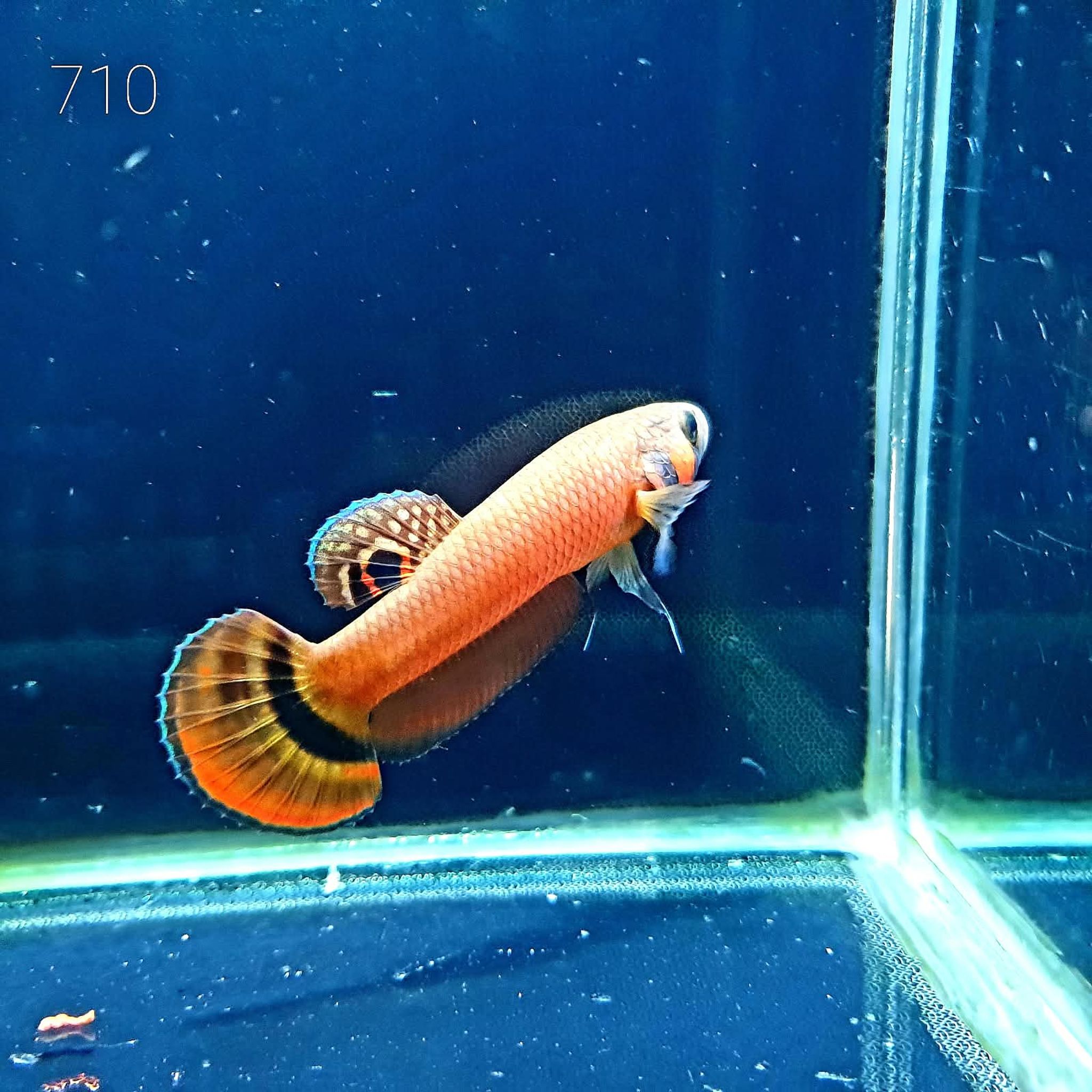 Macrostoma Male (M710)