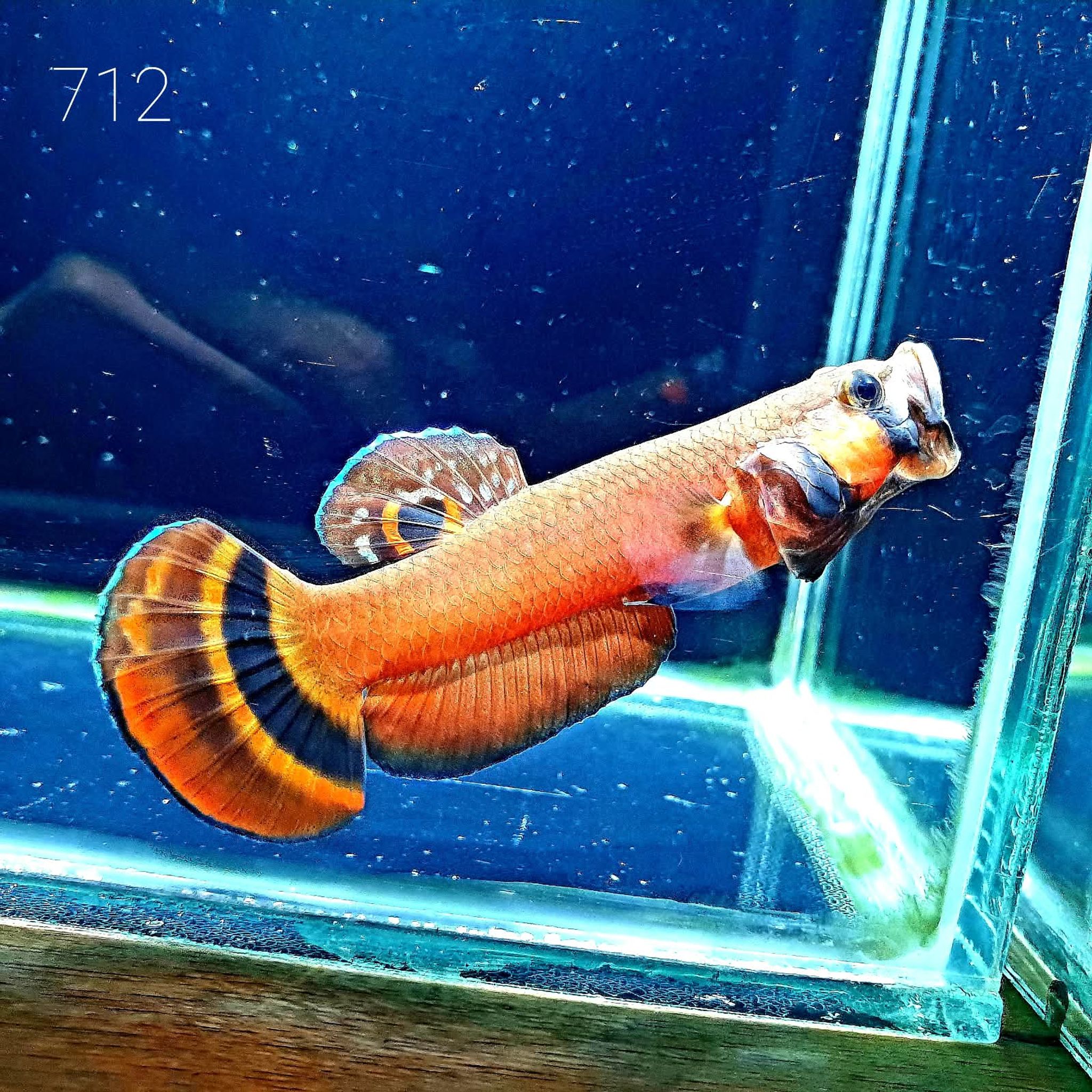Macrostoma Male (M712)