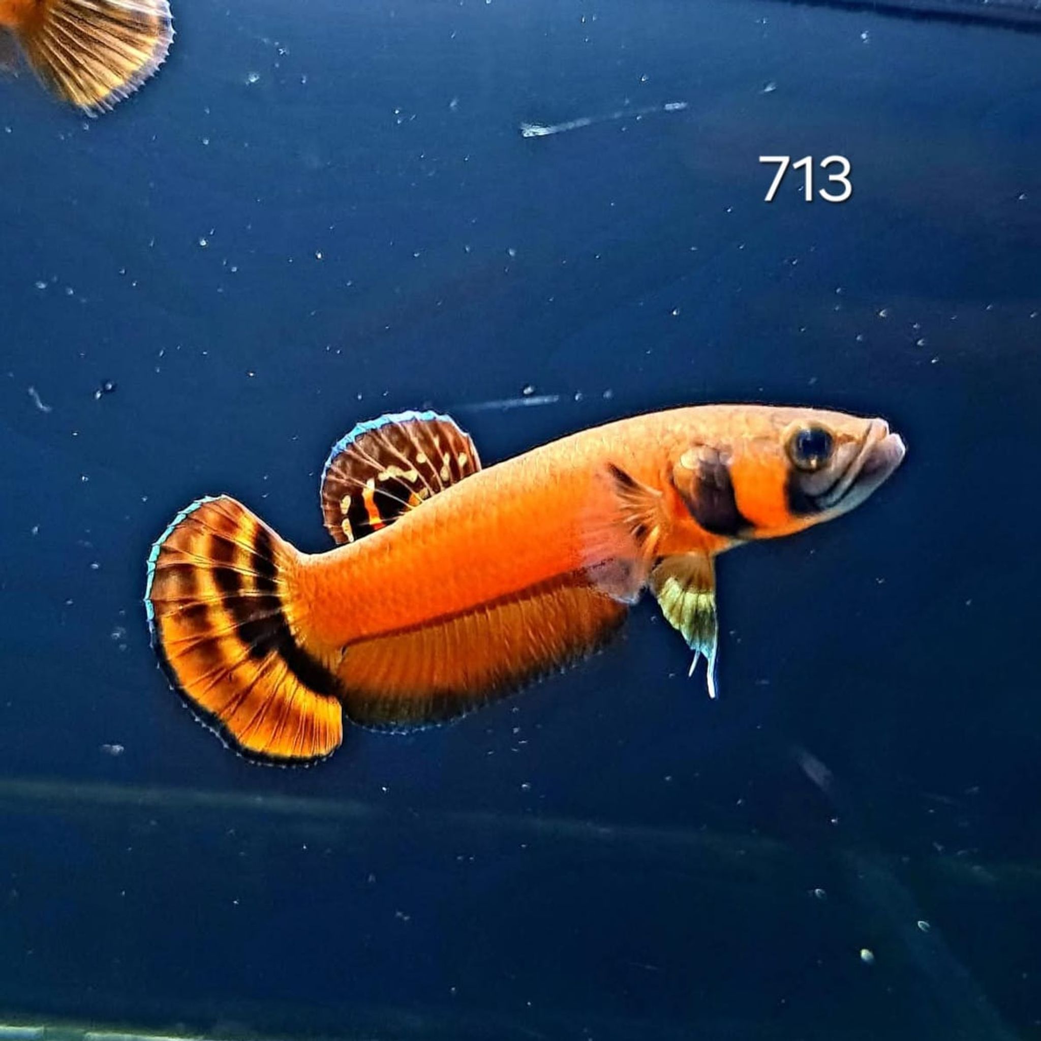 Macrostoma Male (M713)
