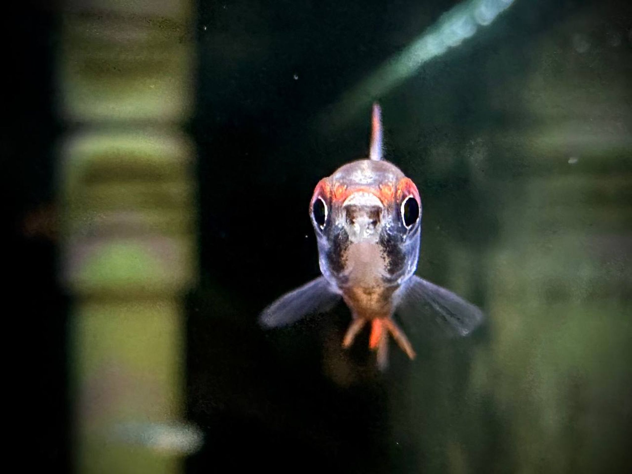 Nannostomus Mortenthaleri