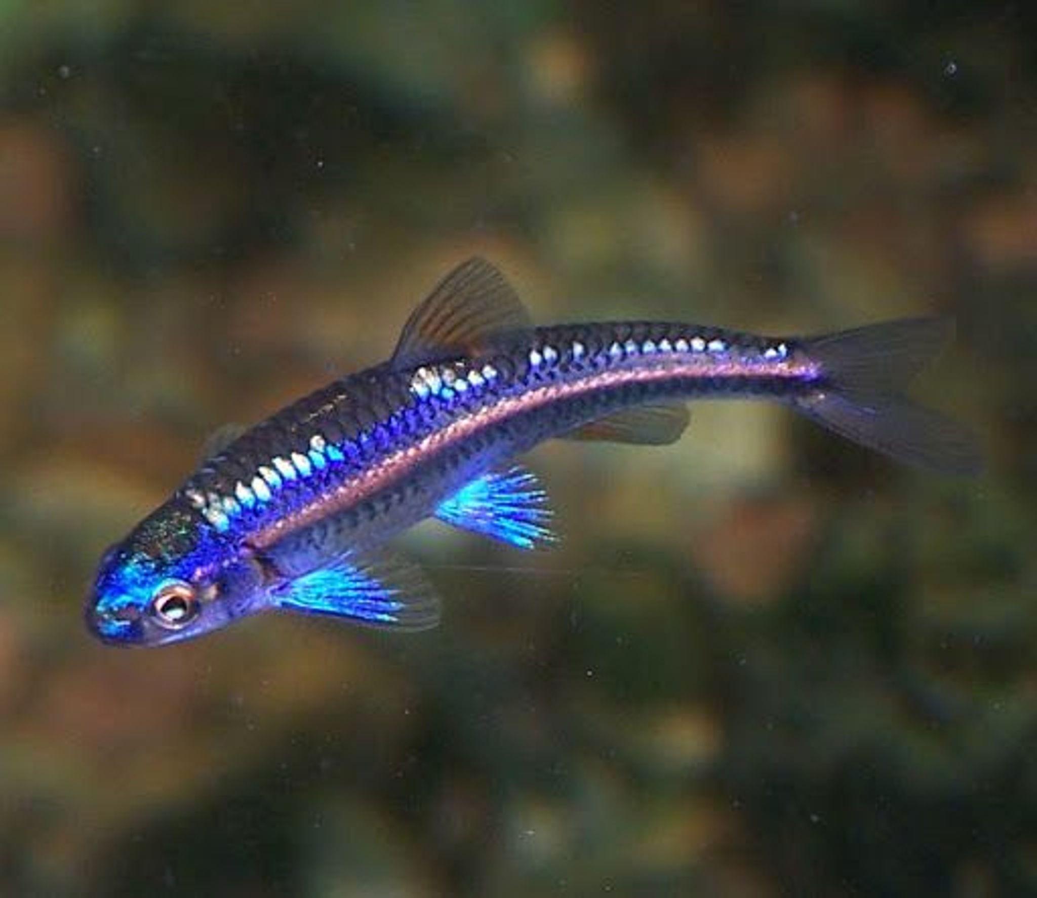 Notropis Chrosomus