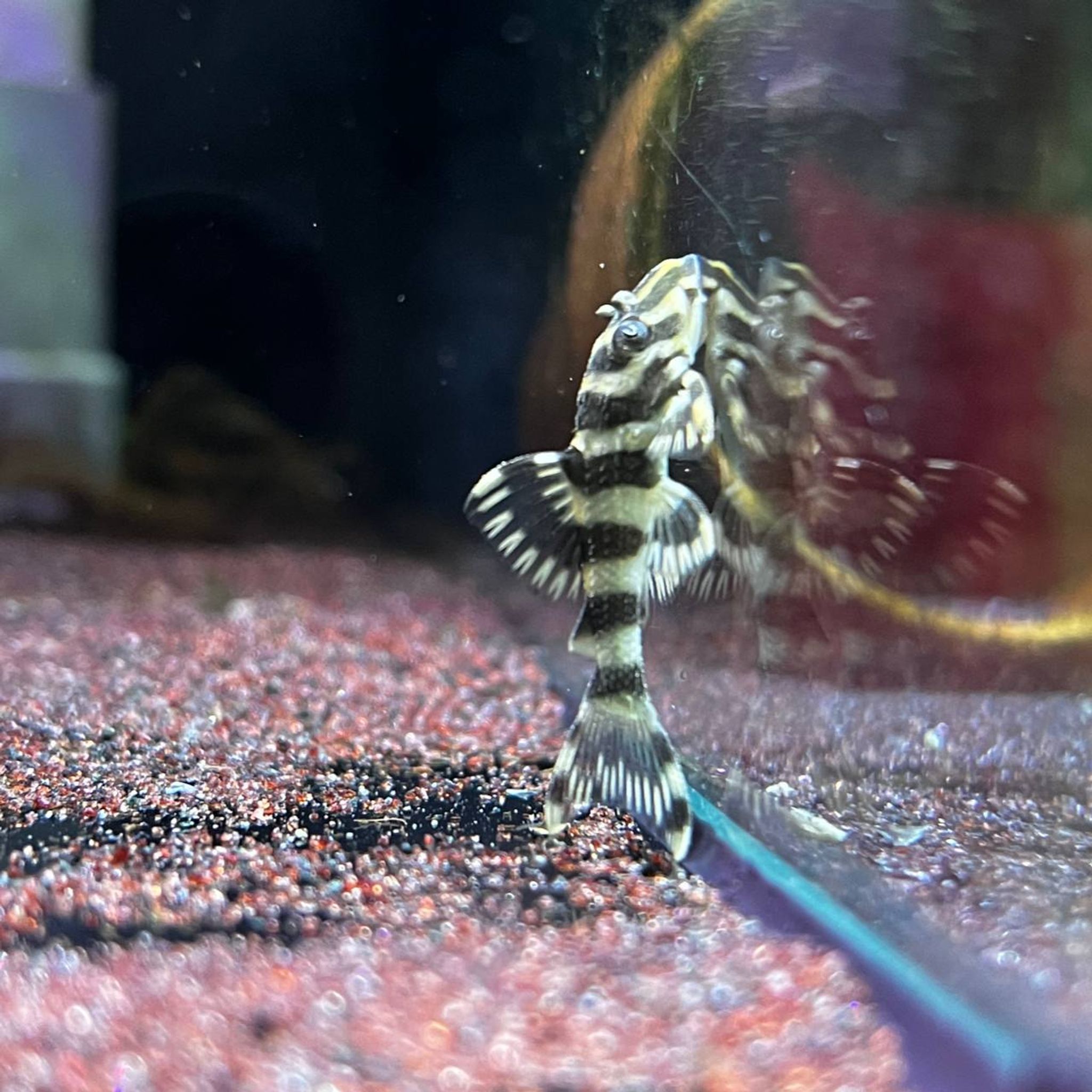 Peckoltia Compta L134