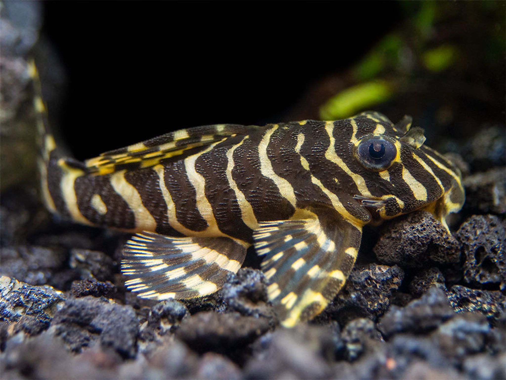 Peckoltia Compta L134