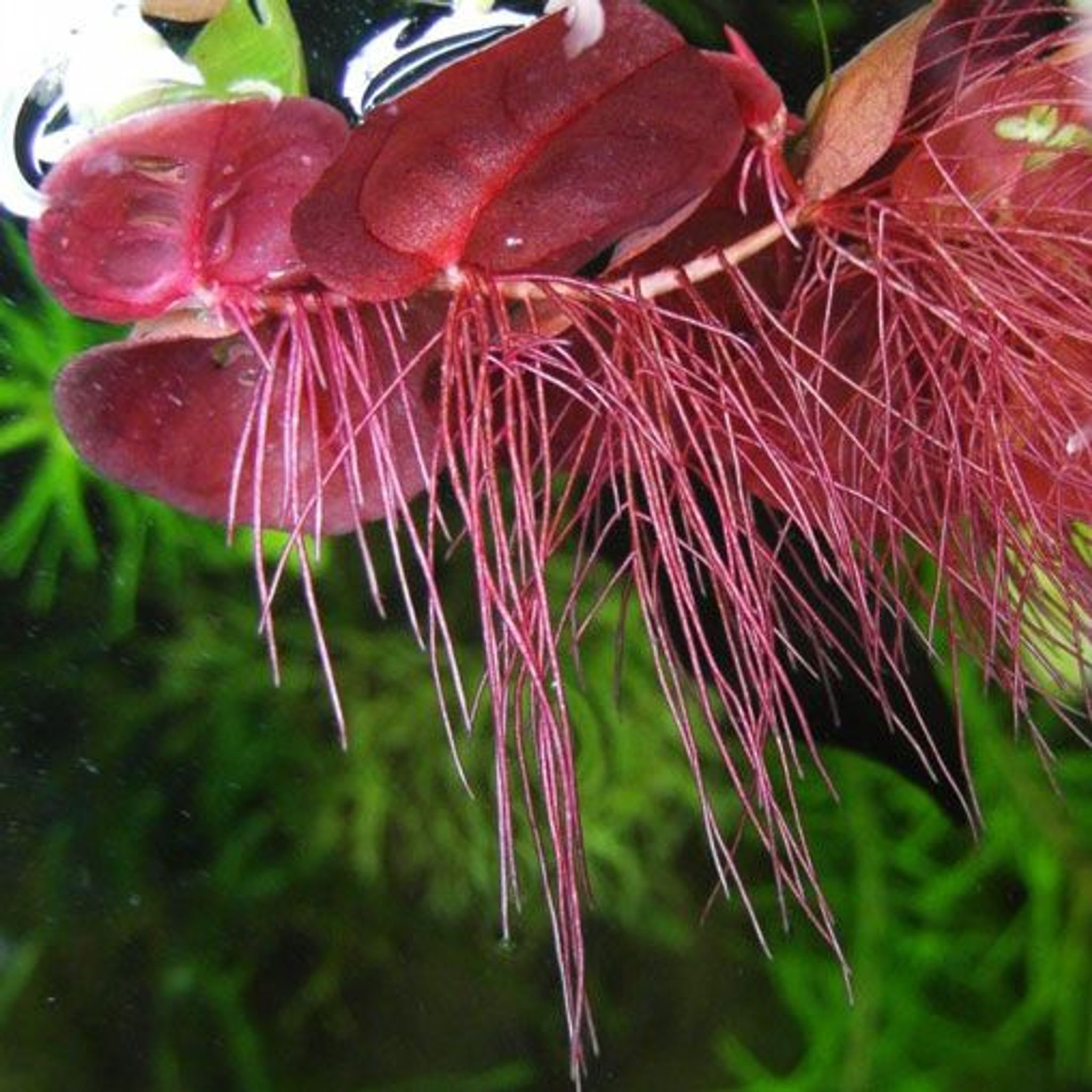Phyllanthus Fluitans