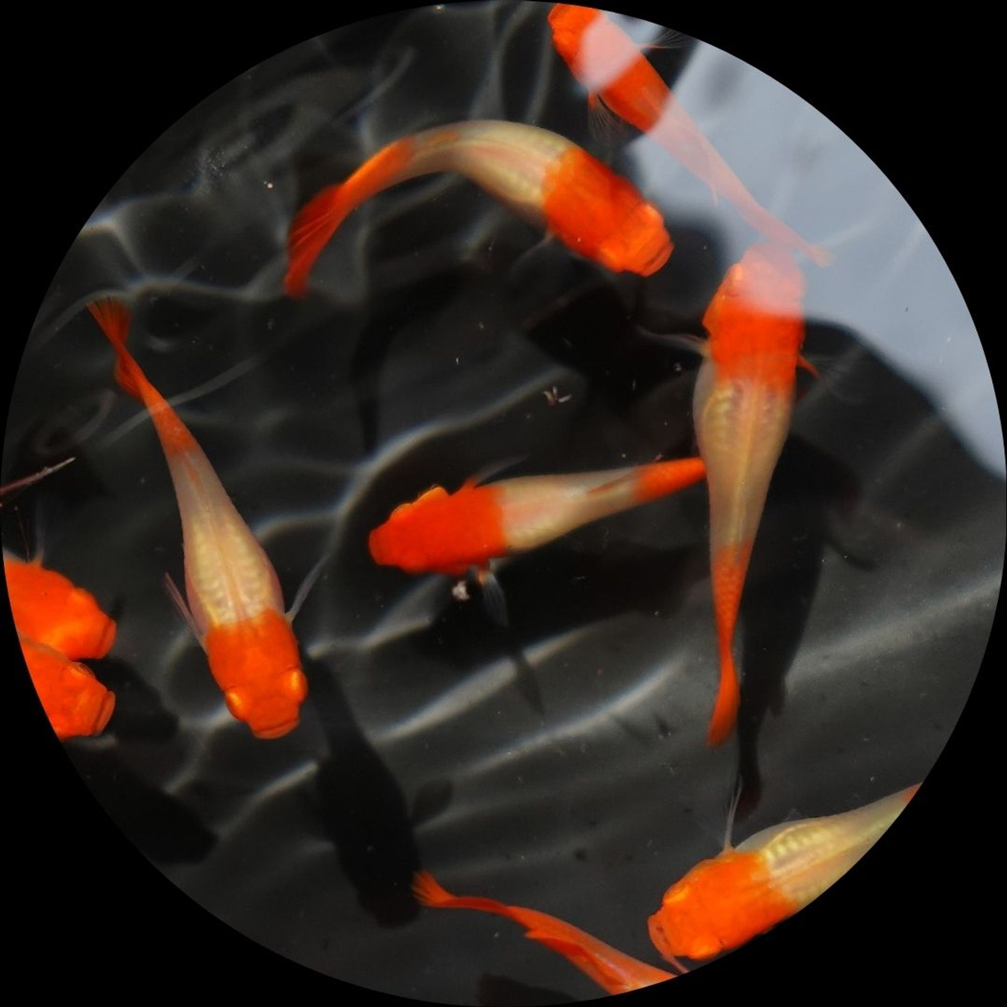 Poecilia Reticulata 'Red Koi'